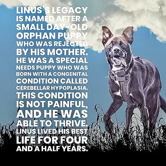 Text about Linus, a small, old, puppy rejected by his mother due to a congenital condition called cerebellar hypoplasia, and his life survival story, alongside an image of a black dog with pointy ears and a striped collar standing outdoors with clouds and grass.