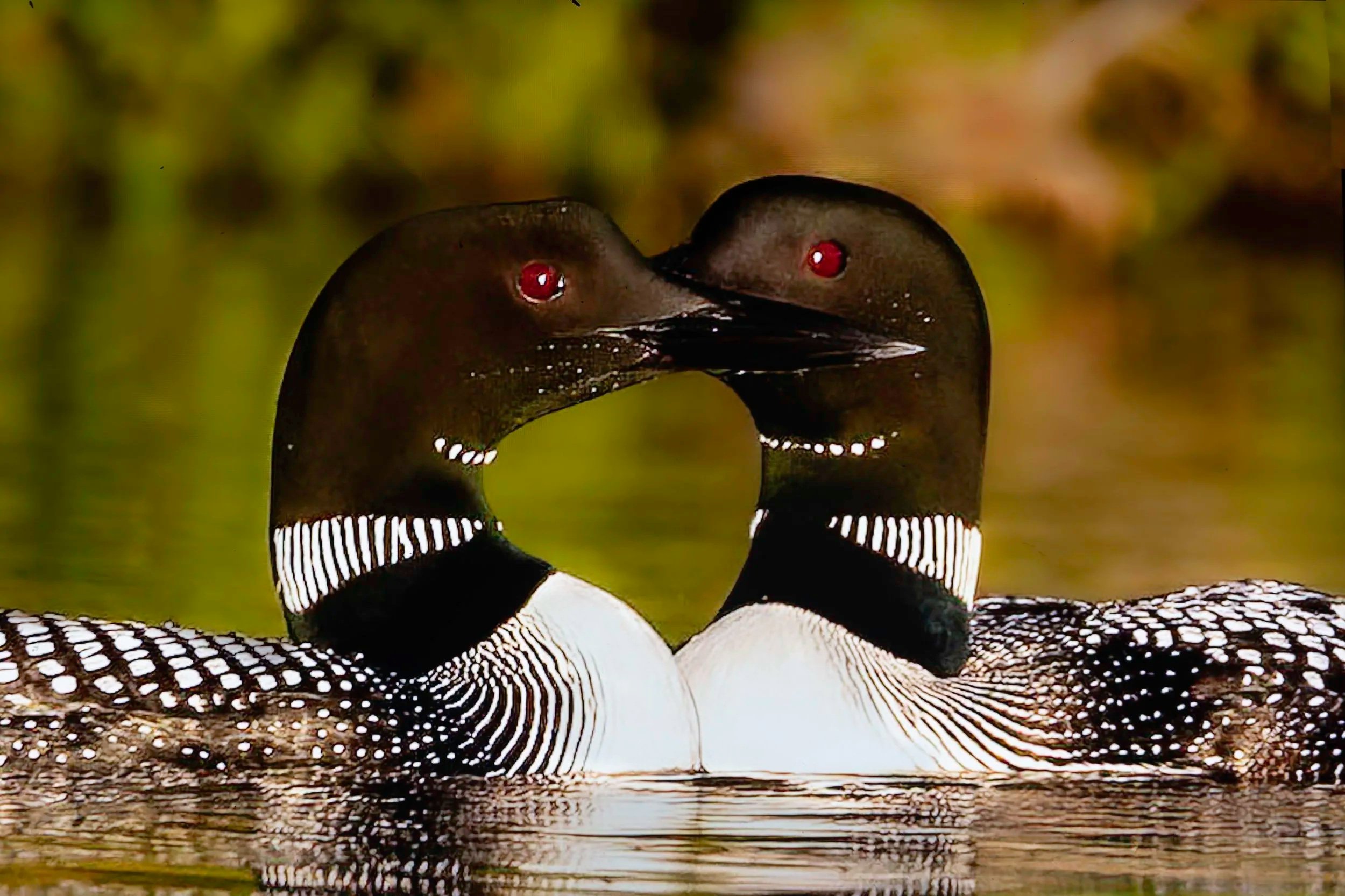 Loon Crossing