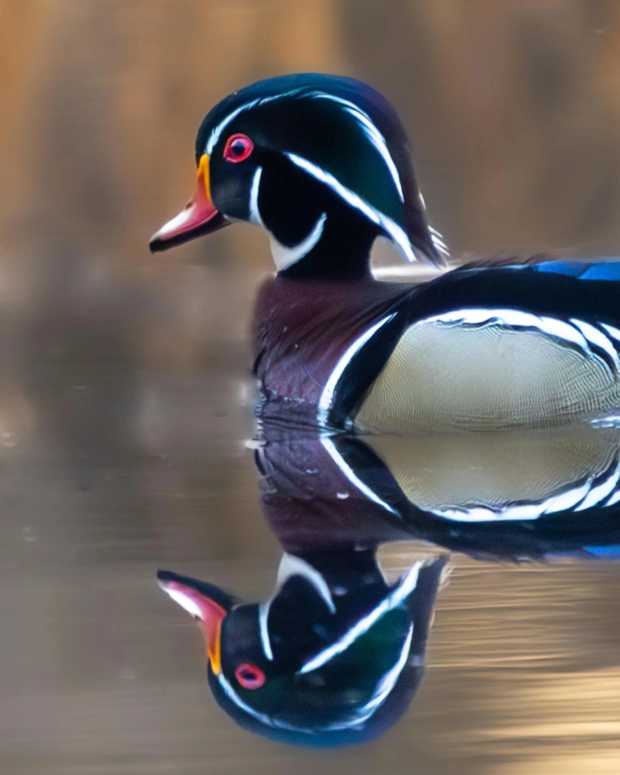 Wood+duck+reflection-5.jpg