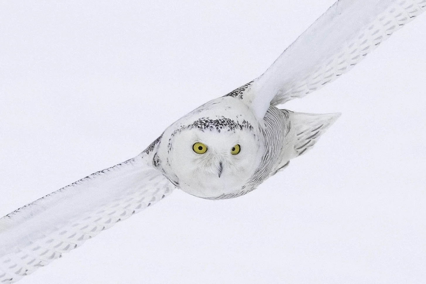 Snowy Owl 5.jpg (Copy) (Copy) (Copy)