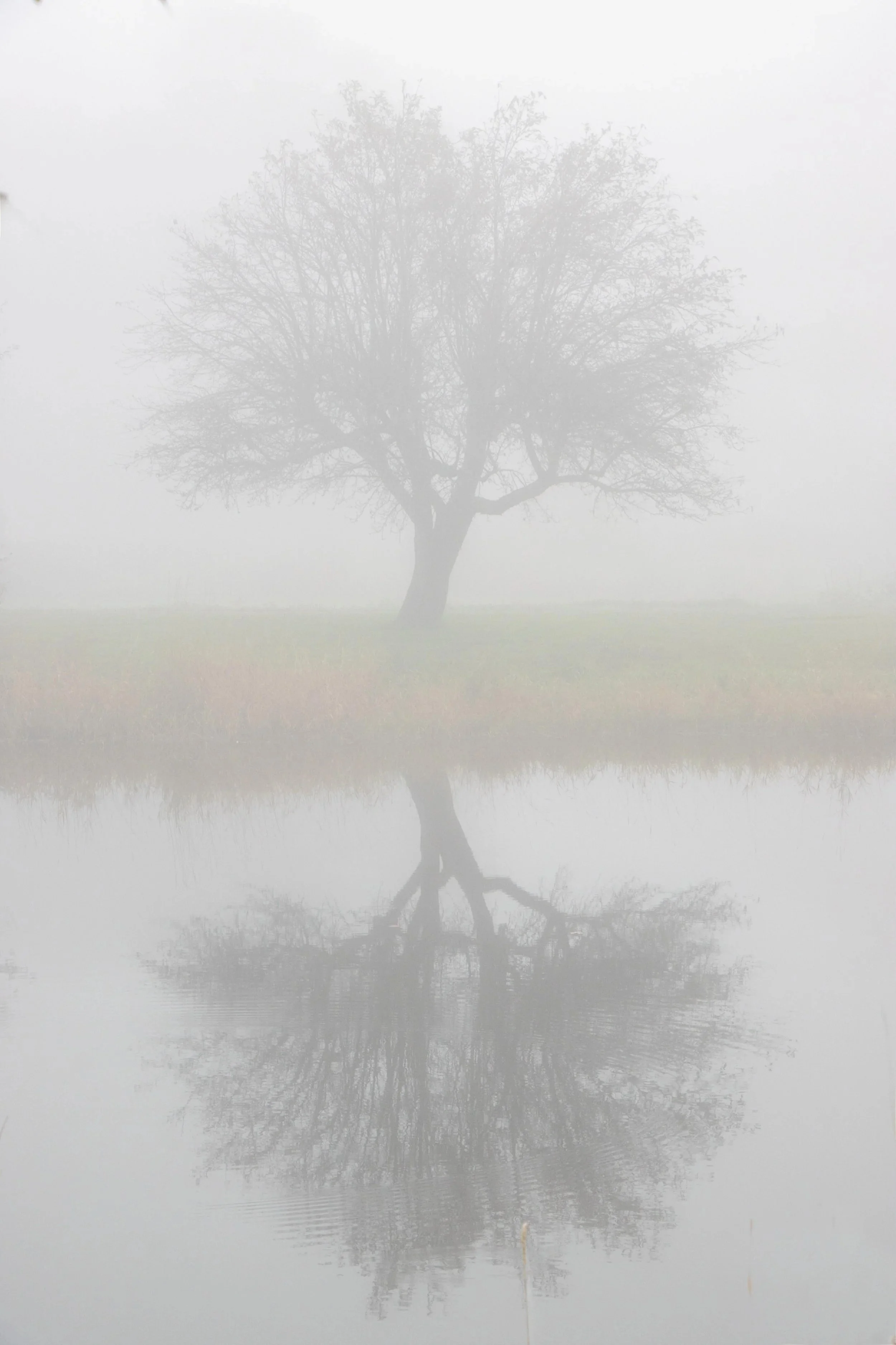 Landscape+fog-3.jpg