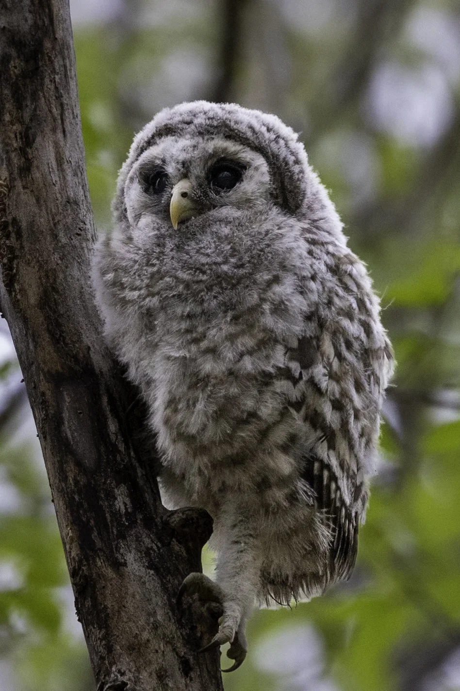 Between Branch and Sky