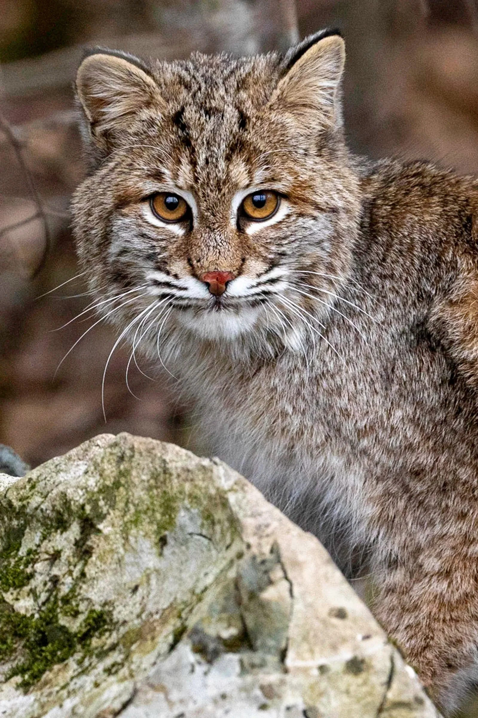 Bobcat+Contemplation.jpg