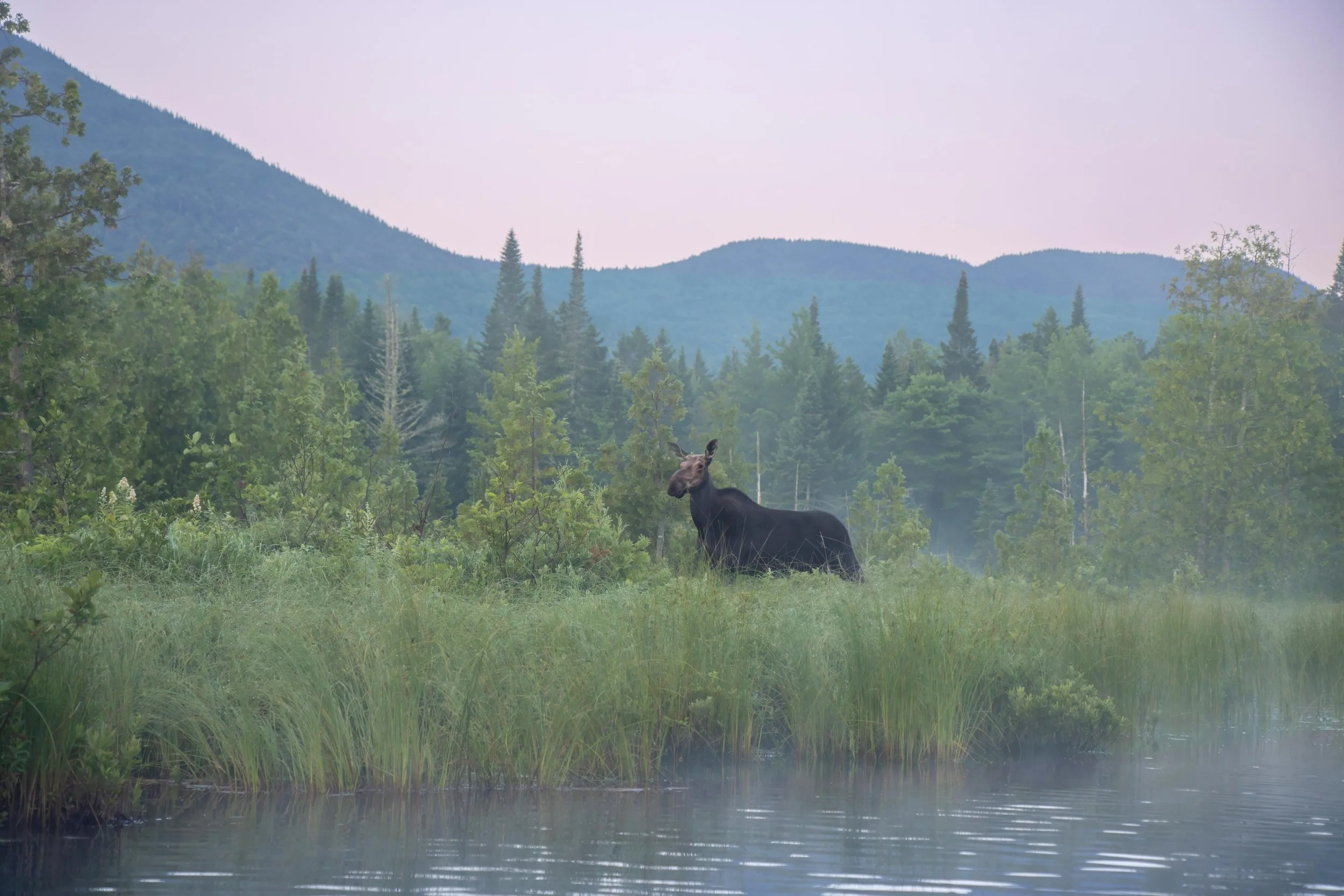 Before the world wakes