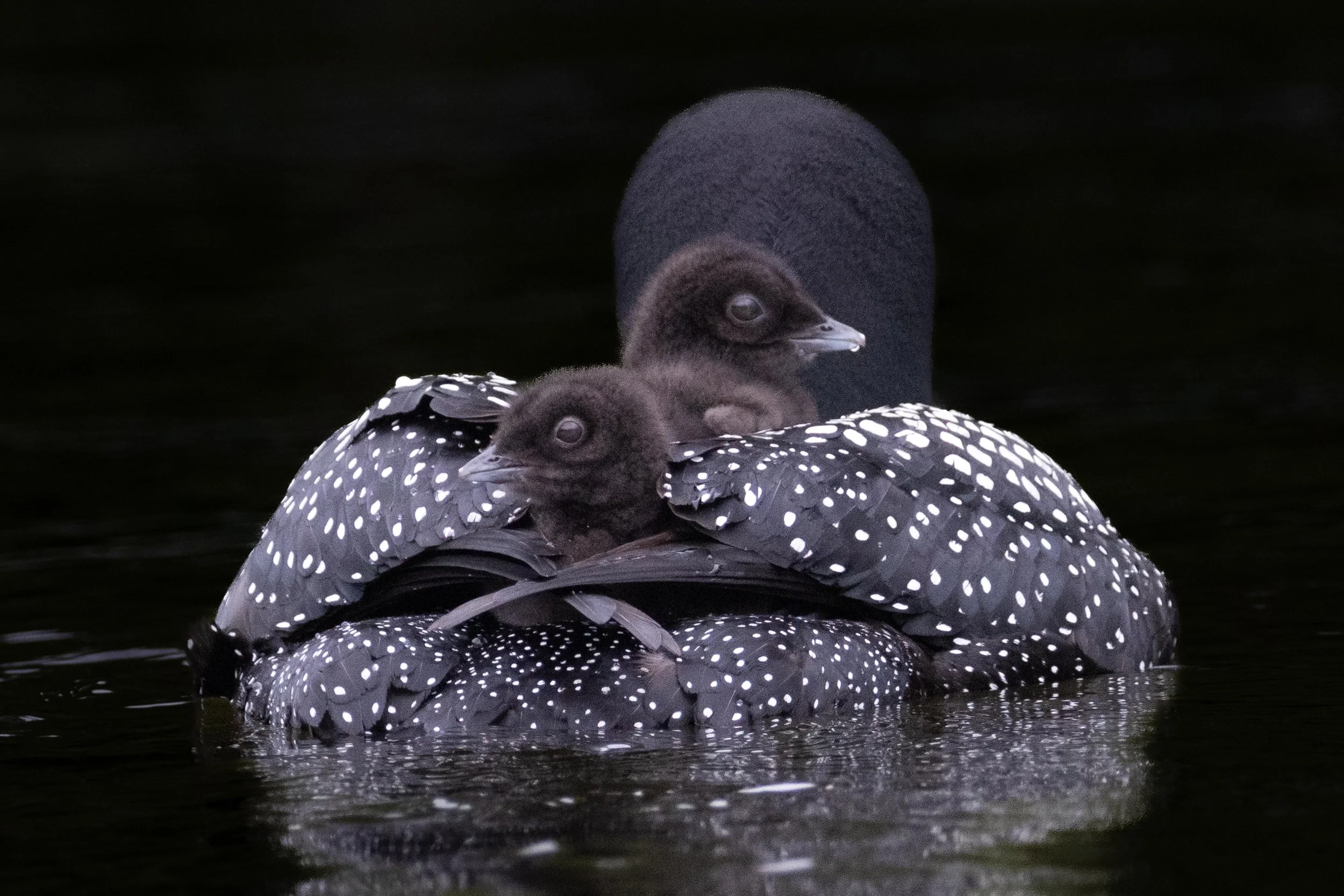 Eyes in the Back of Her Head