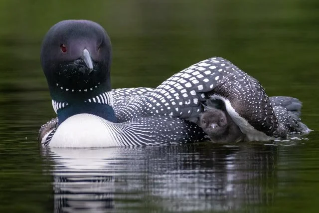 Loons Hawk Kestrel Duck-12.jpg
