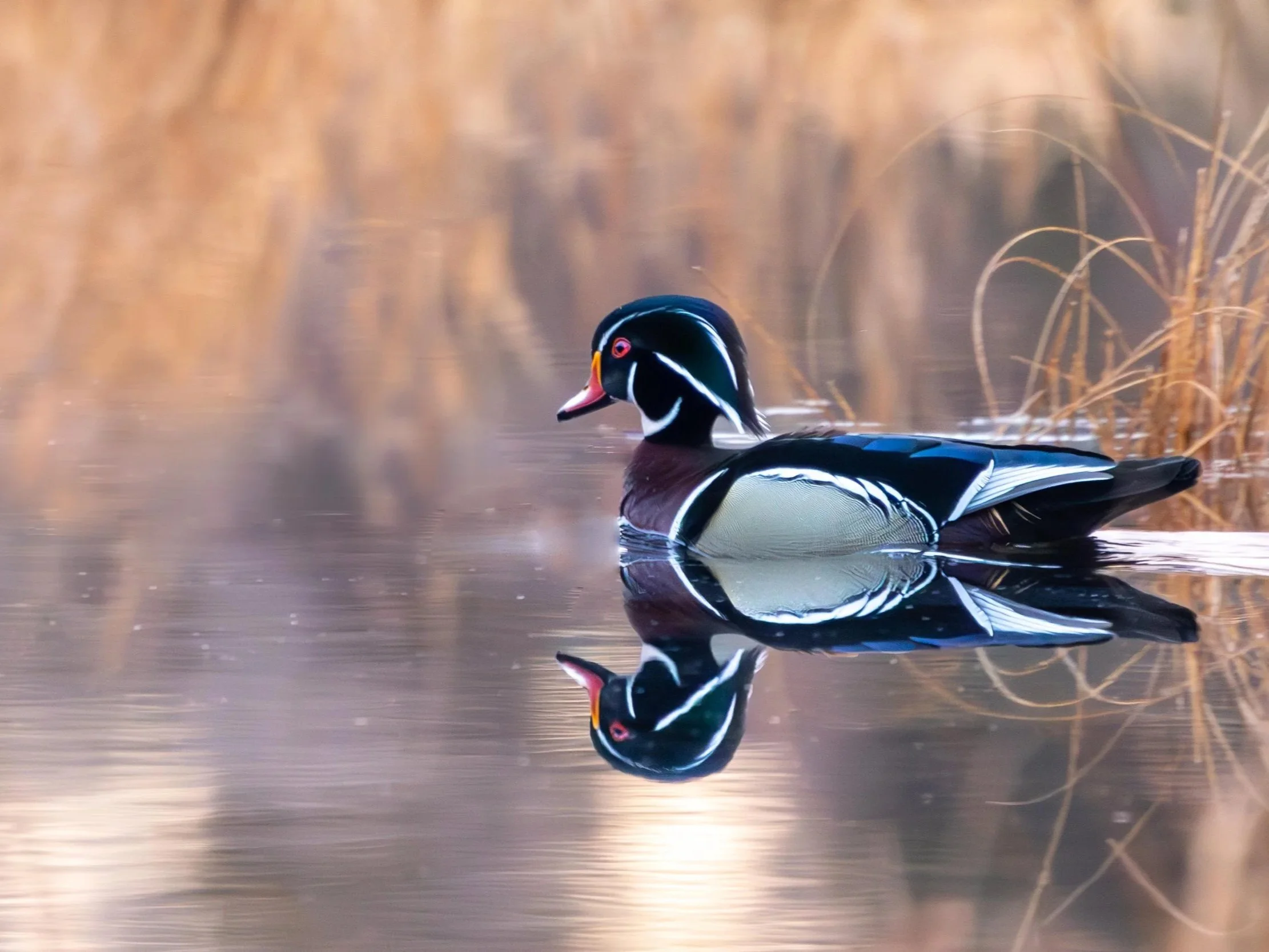 Wood+duck+reflection-3.jpg