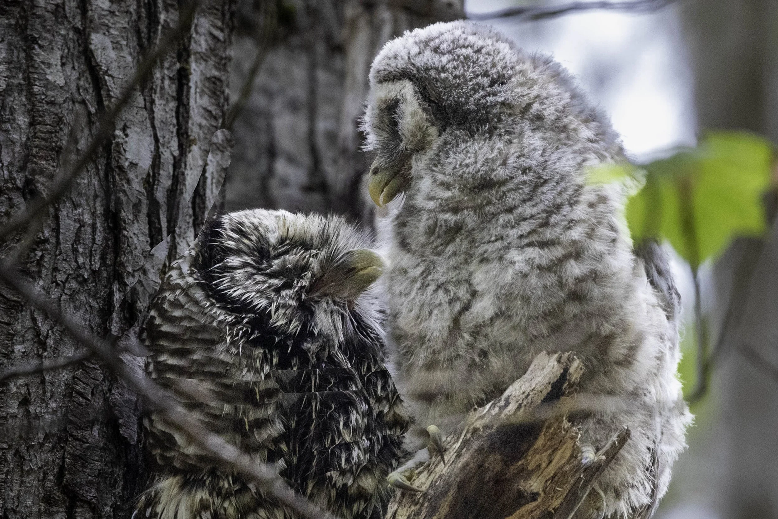 Seen only by those who look