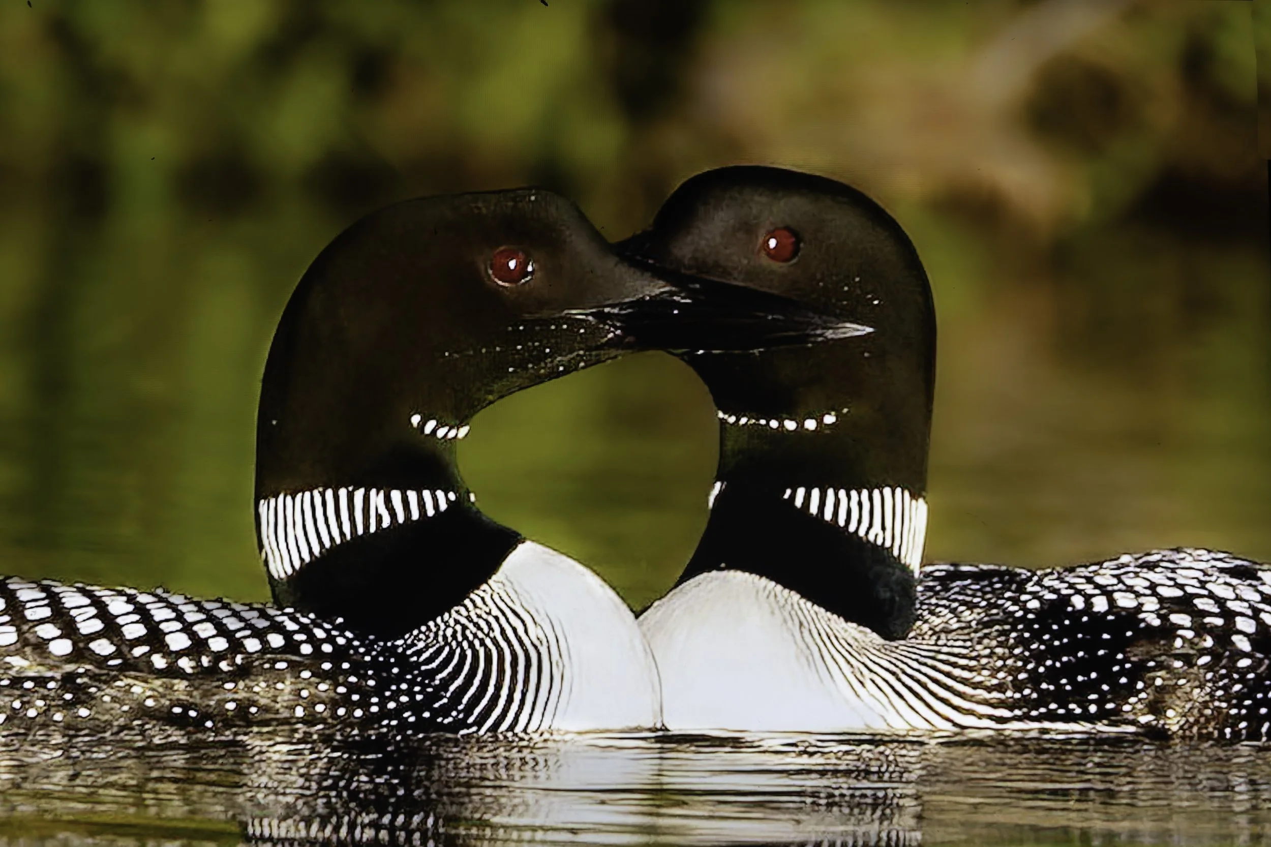 Loon Crossing revised.jpg