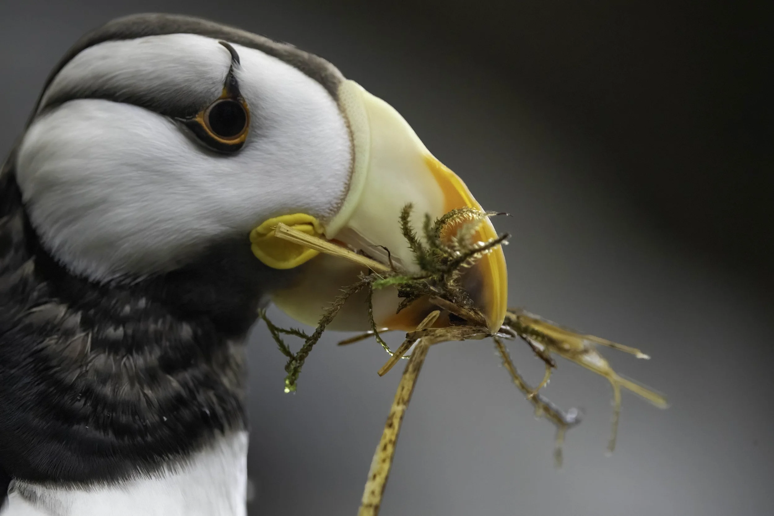 Core Package of Cards