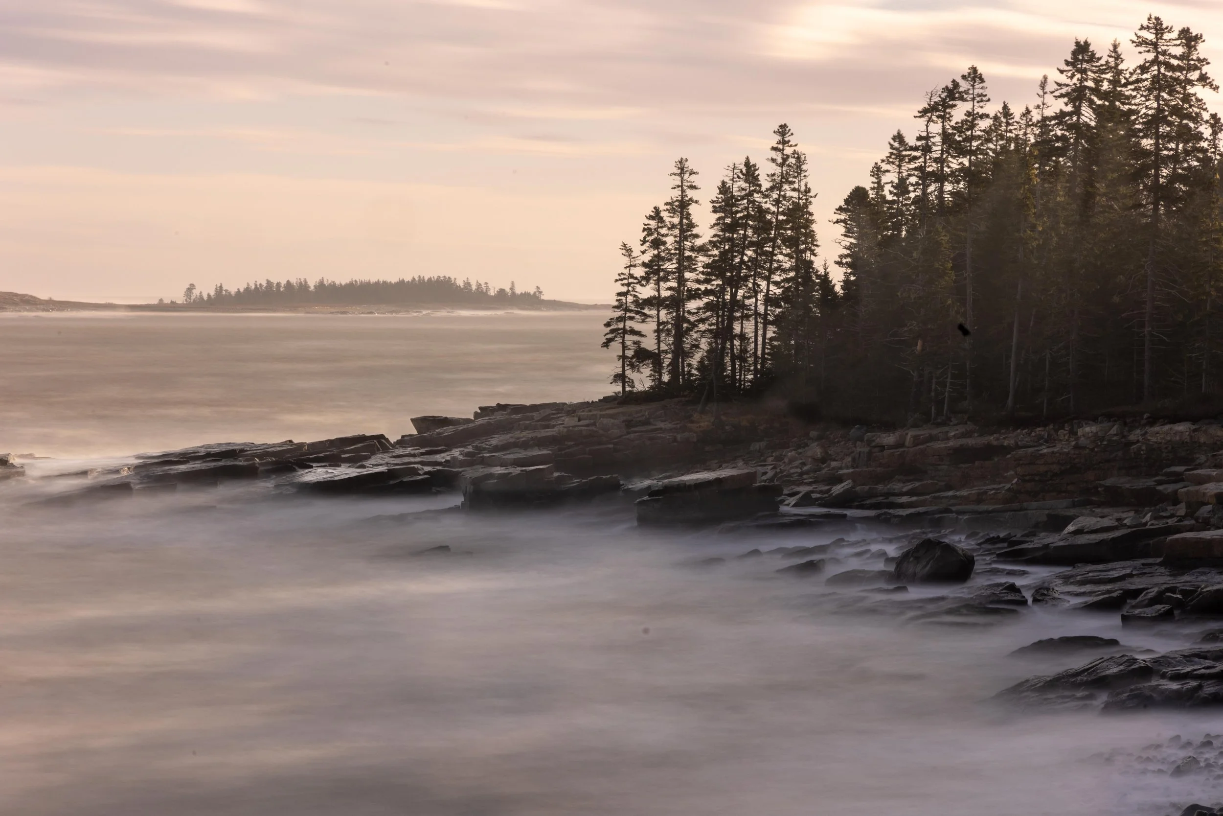 Where forest meets tide