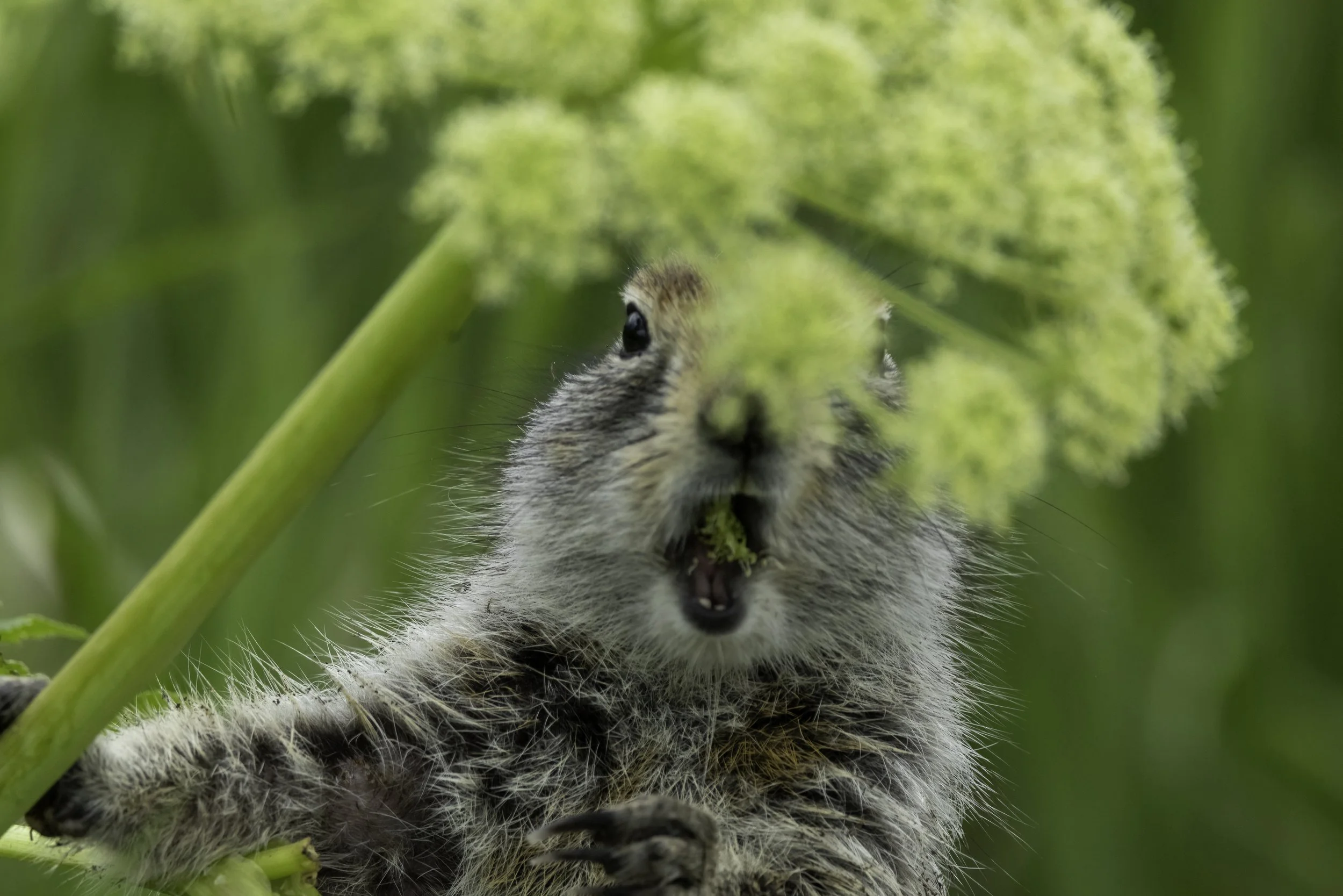 My mother always said.....