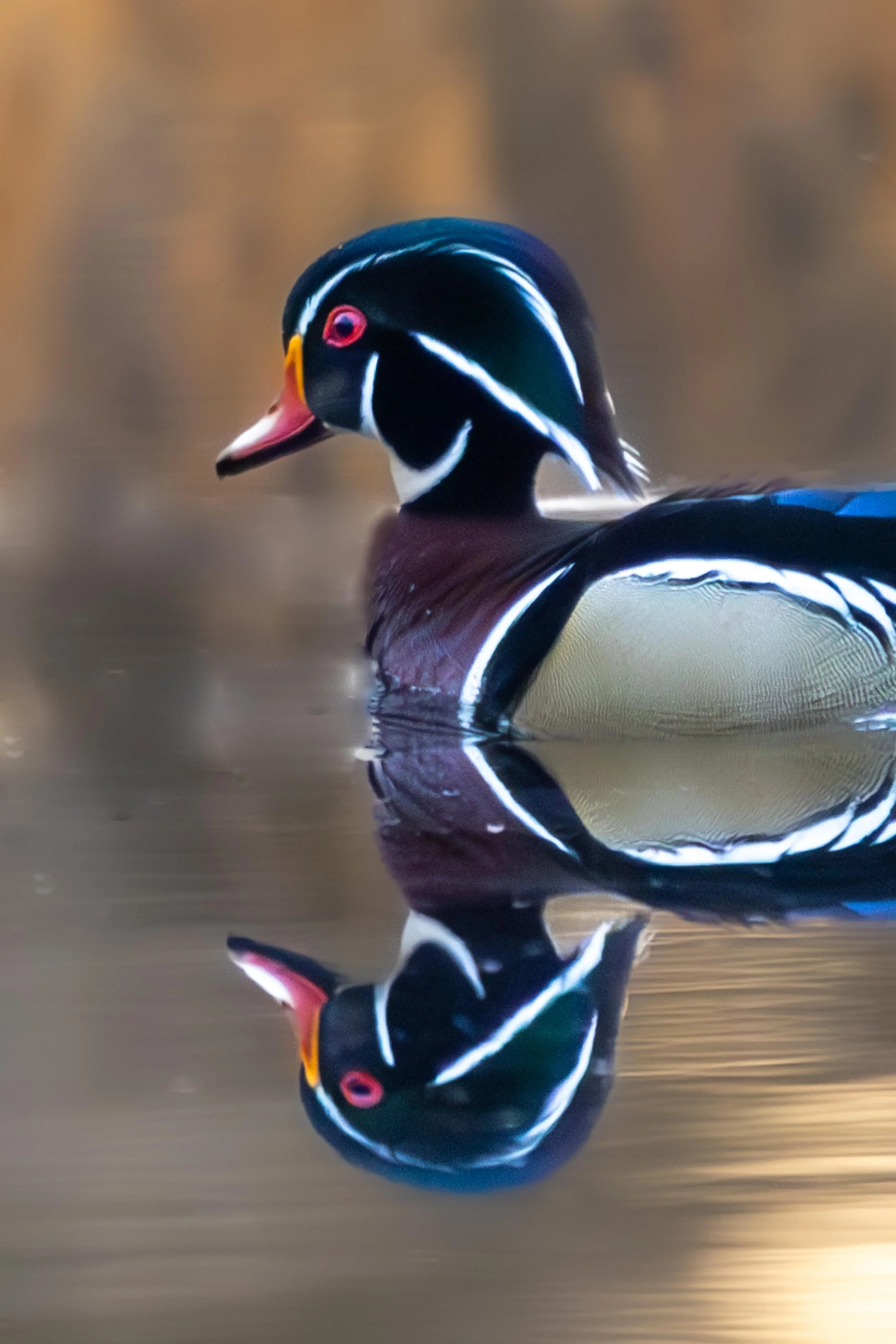 Wood duck reflection-5.jpg