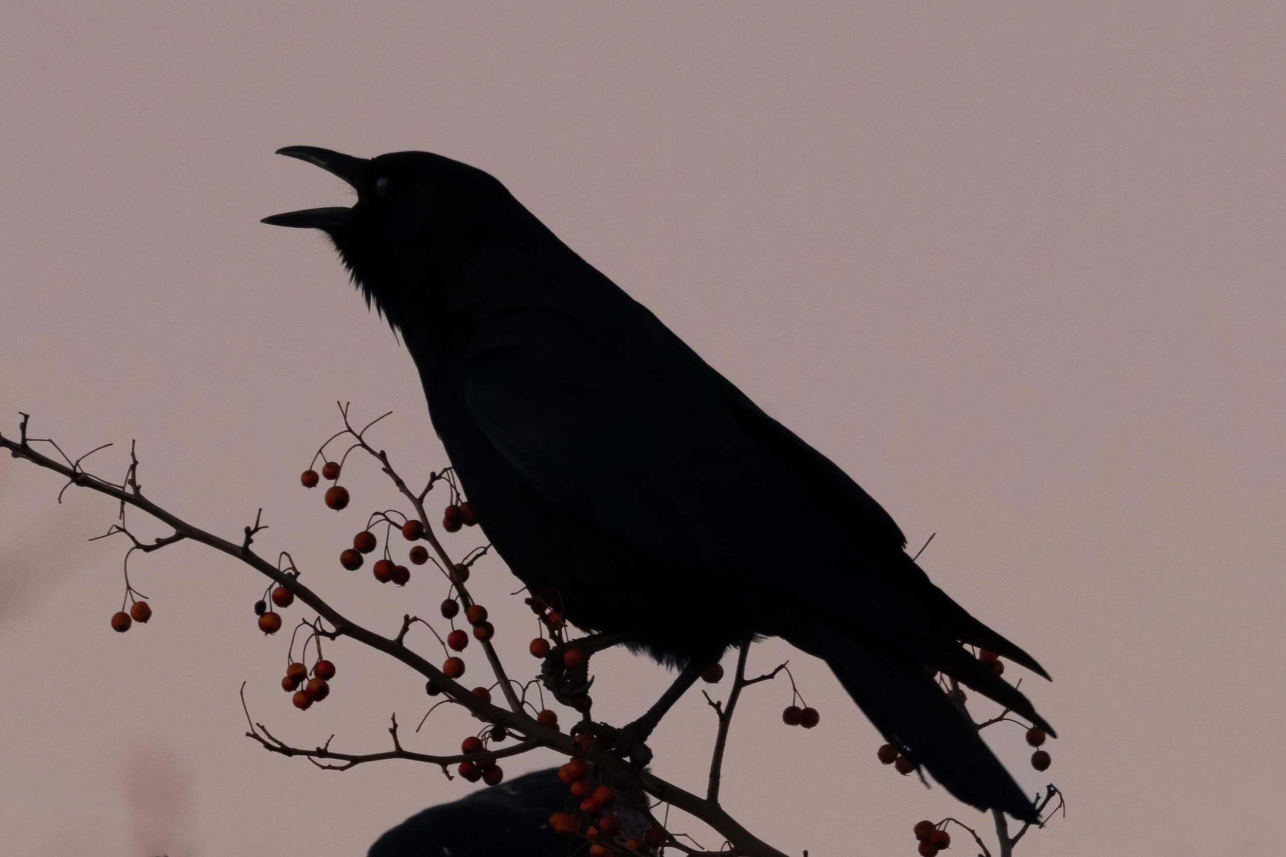 Crow Silhouette-4.jpg