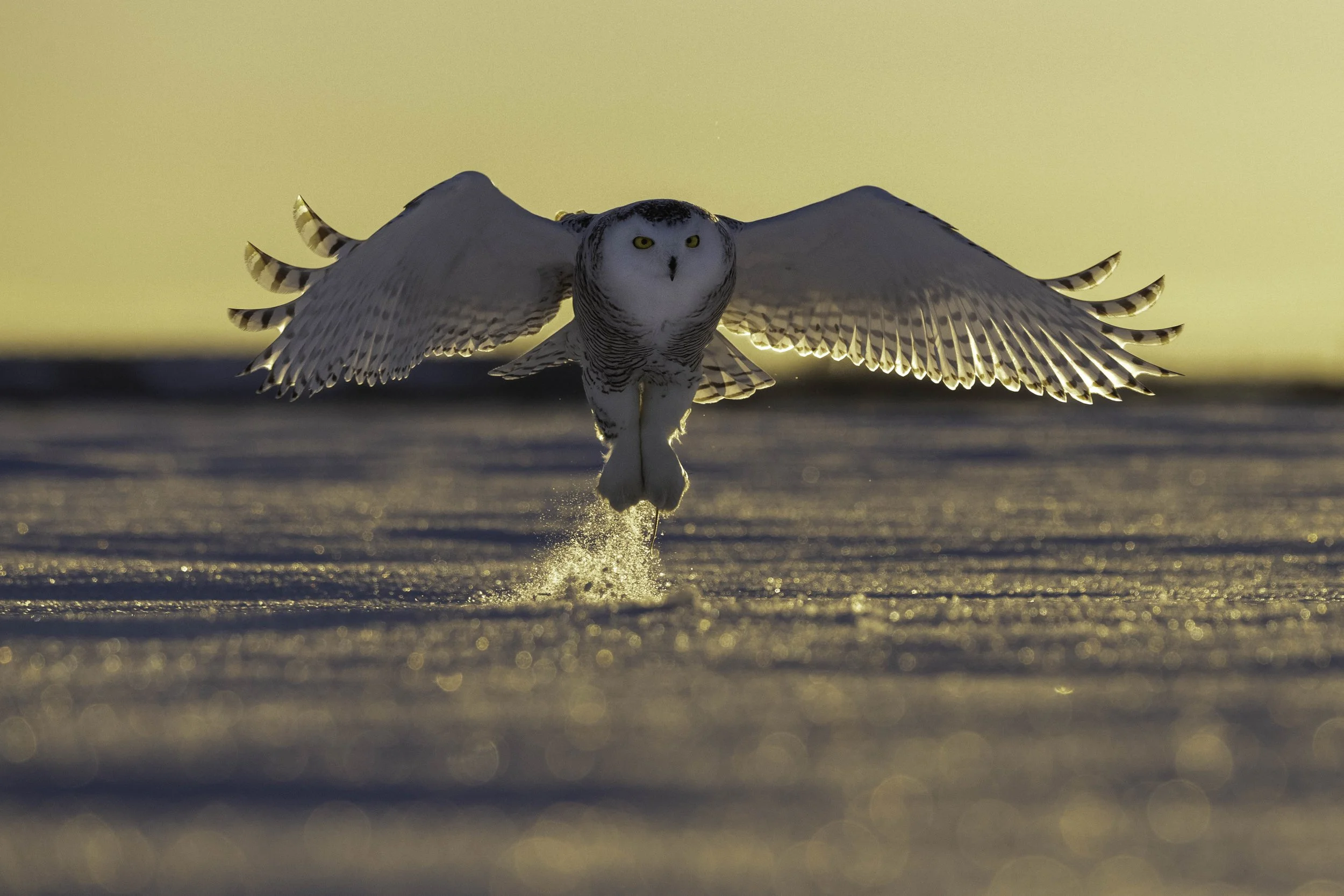 Snowy Lift Off