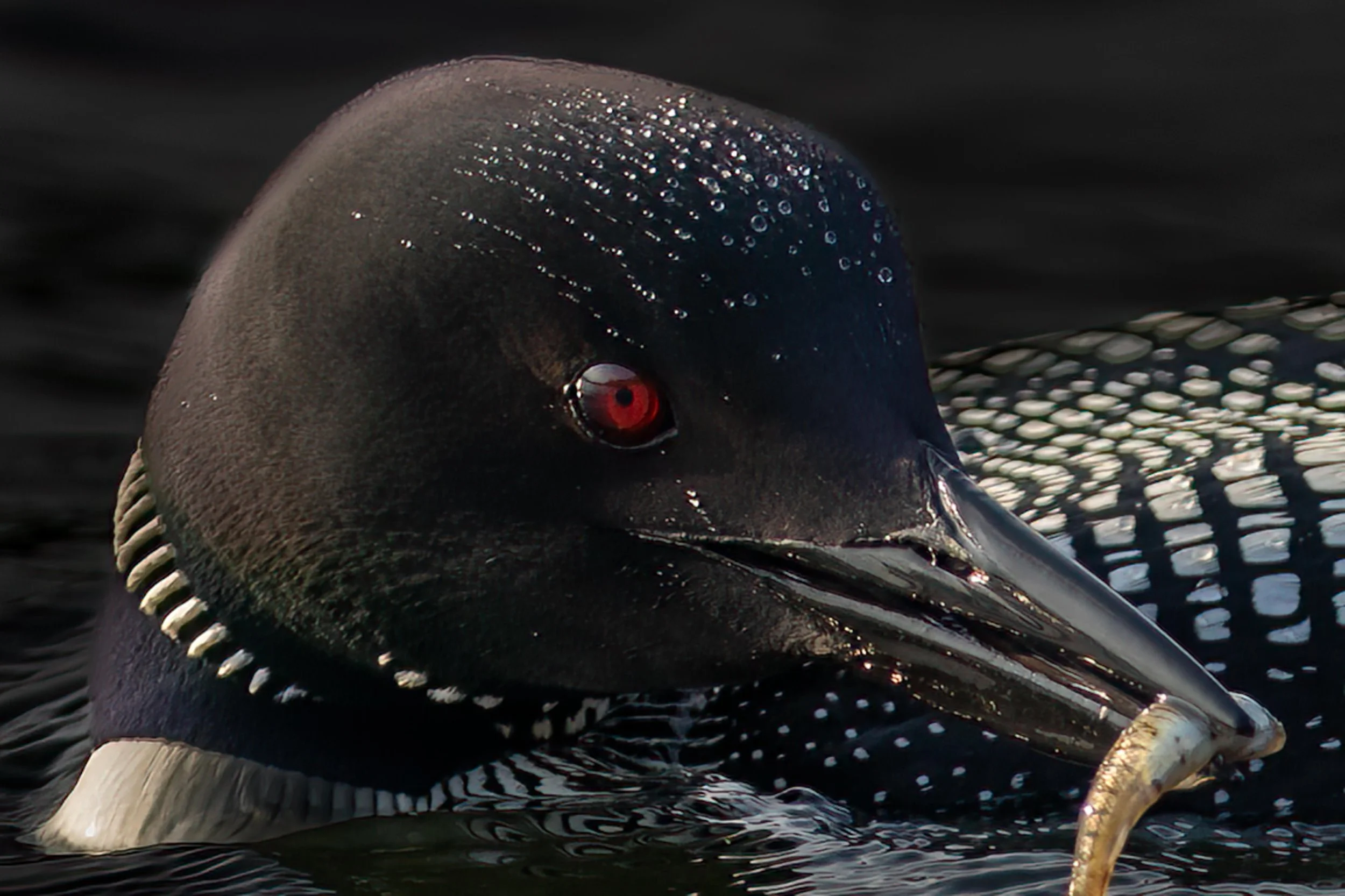 Loons-7.jpg