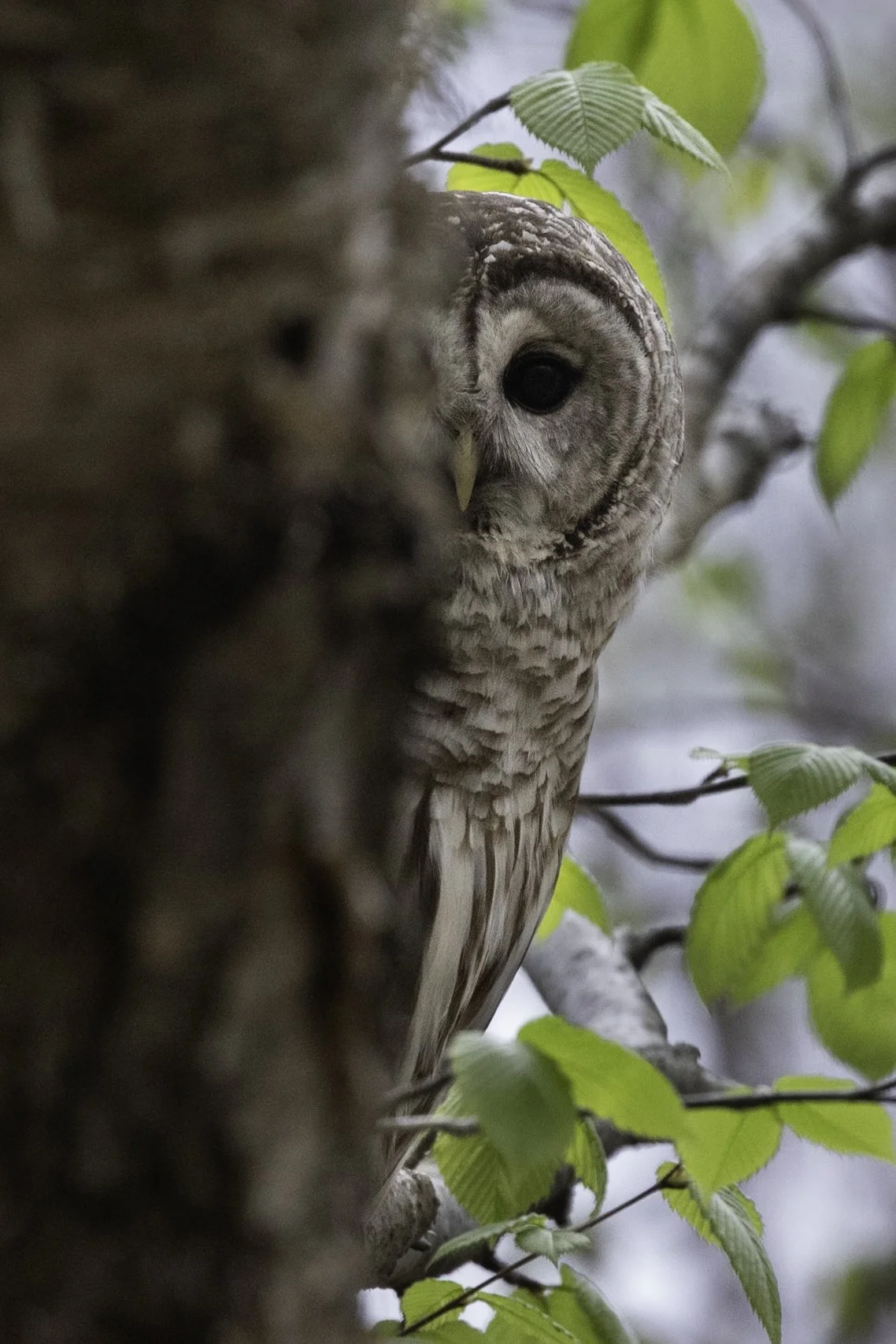 Peekaboo