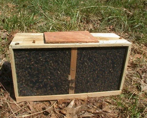 Italian Bee Package