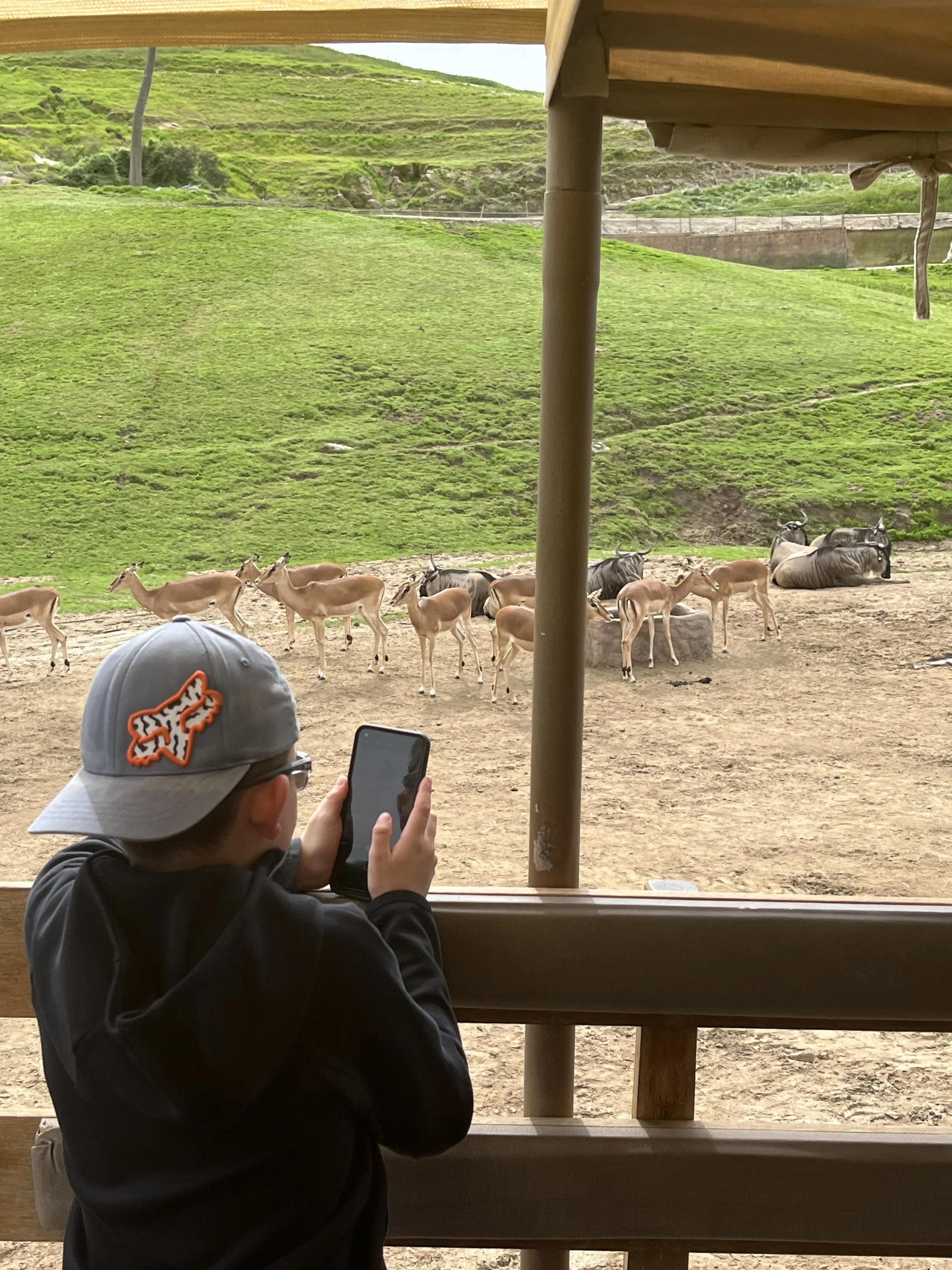 A child wearing a gray baseball cap with an orange and white fox logo on the back and a black jacket, taking a photo with a smartphone while observing a herd of antelope and zebras from a wooden viewing platform. The animals are lying or standing on dirt with a green hill in the background.