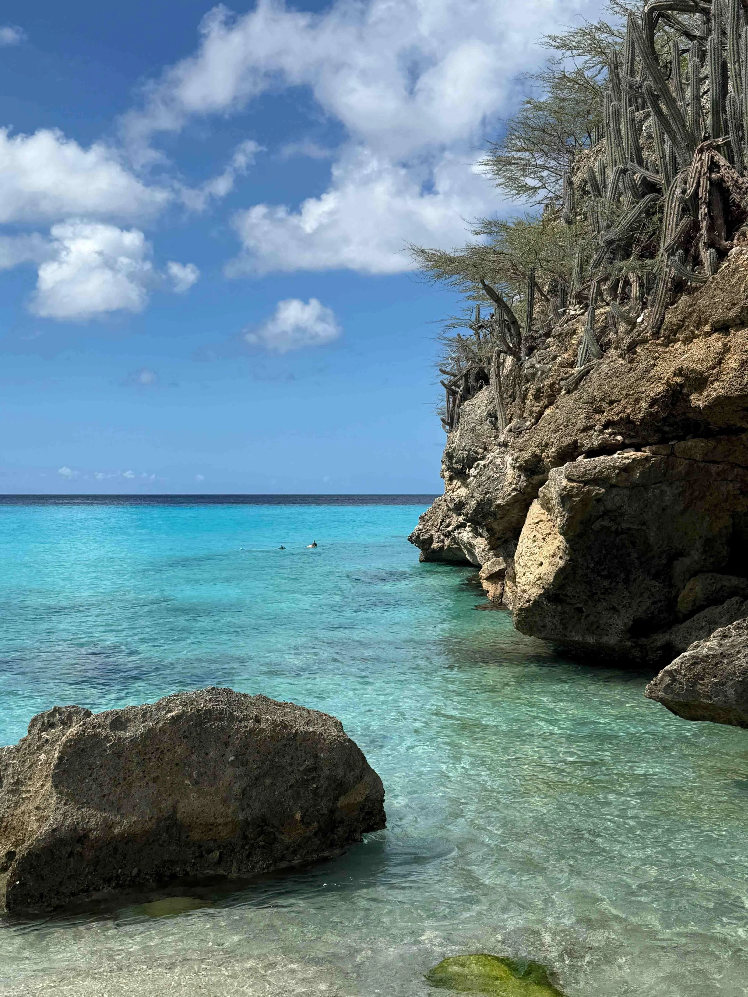 A tropical beach scene with turquoise water, a rocky shoreline with cacti and sparse trees, and a partly cloudy sky.