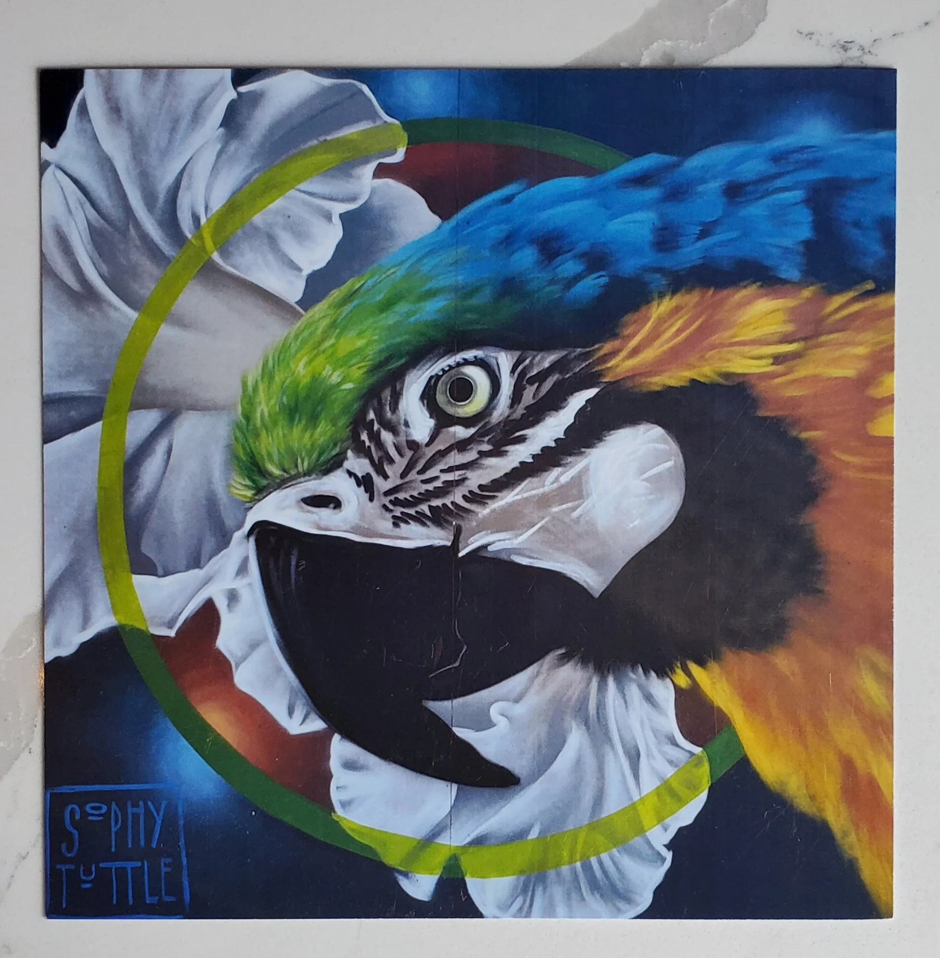 Sophy Tuttle - Macaw