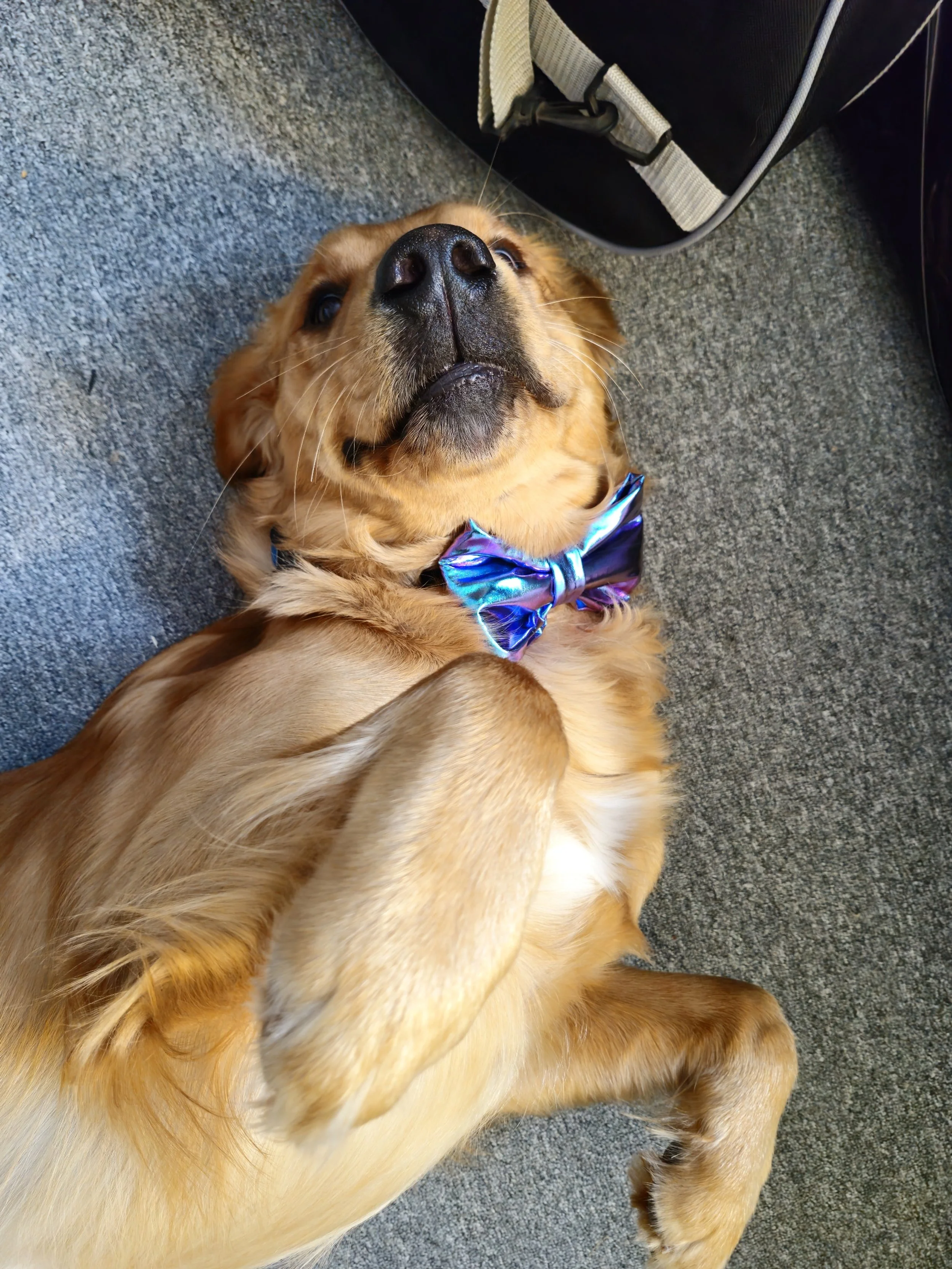 A golden retriever lying on a gray carpet, wearing a shiny blue bow tie, looking up at the camera.