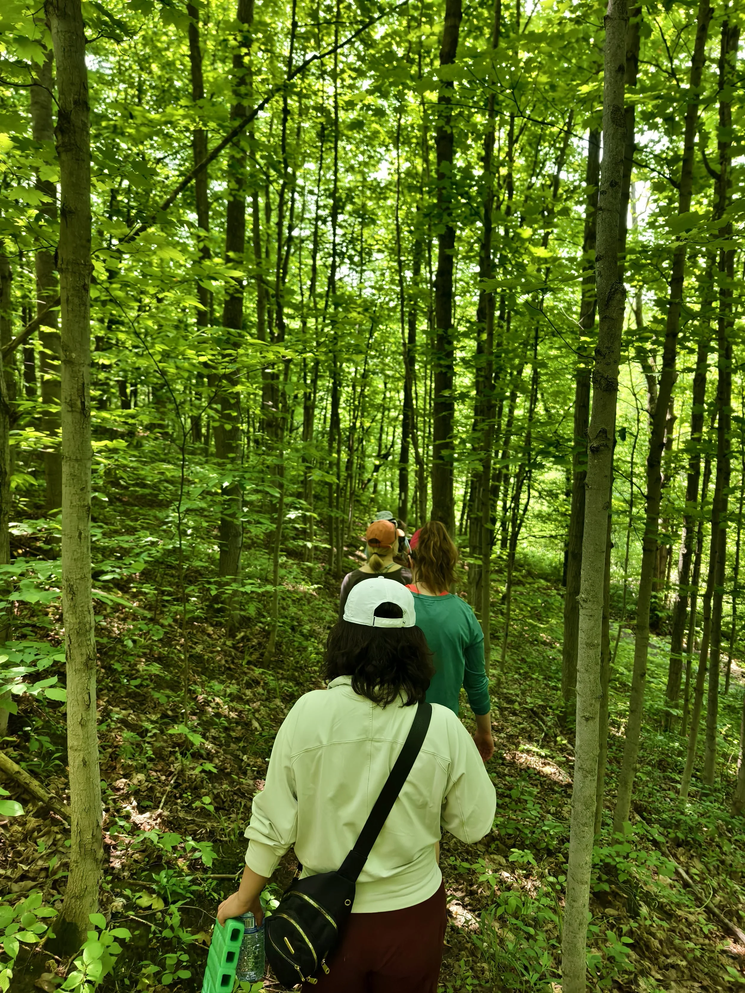 People walking in a lush green forest trail surrounded by tall trees and dense foliage.