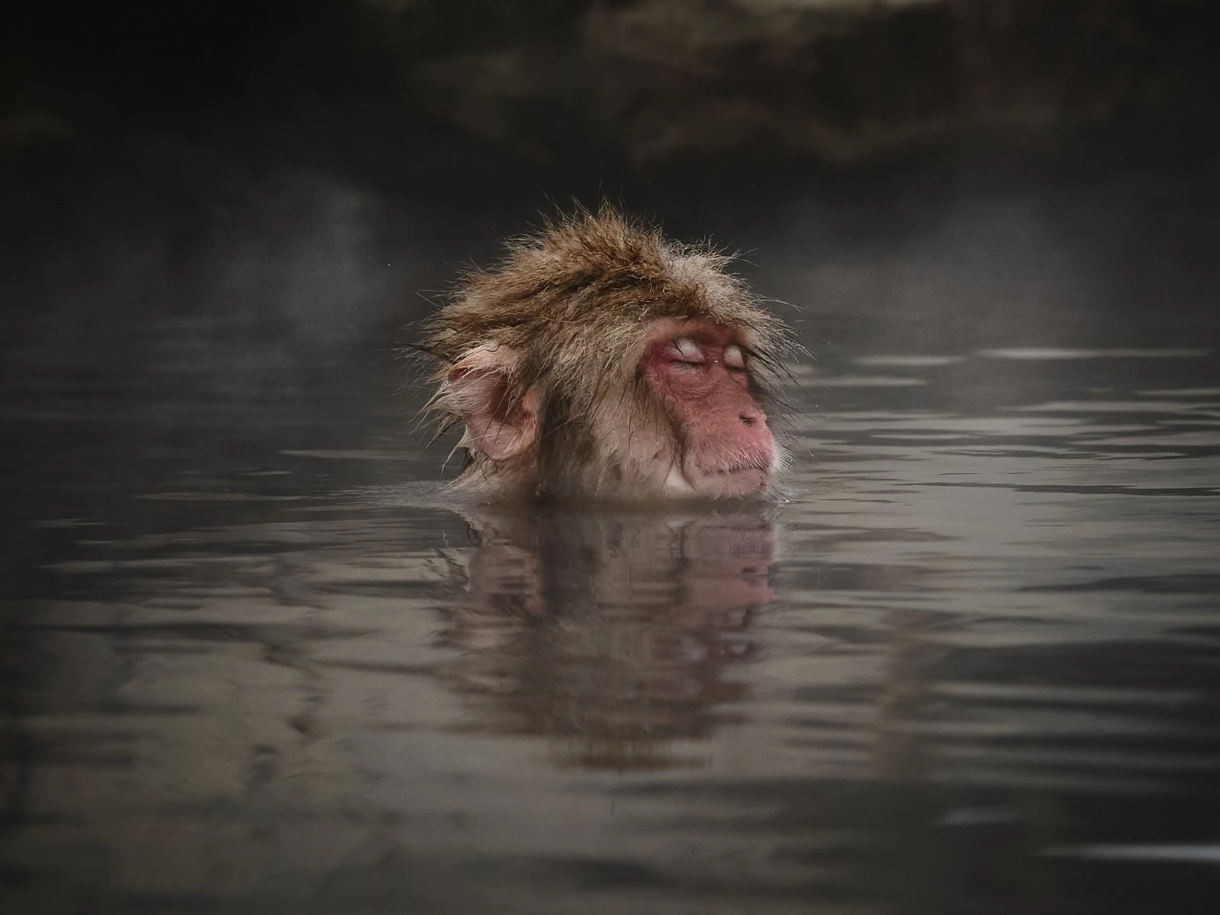 A monkey with wet fur and closed eyes relaxing in water.