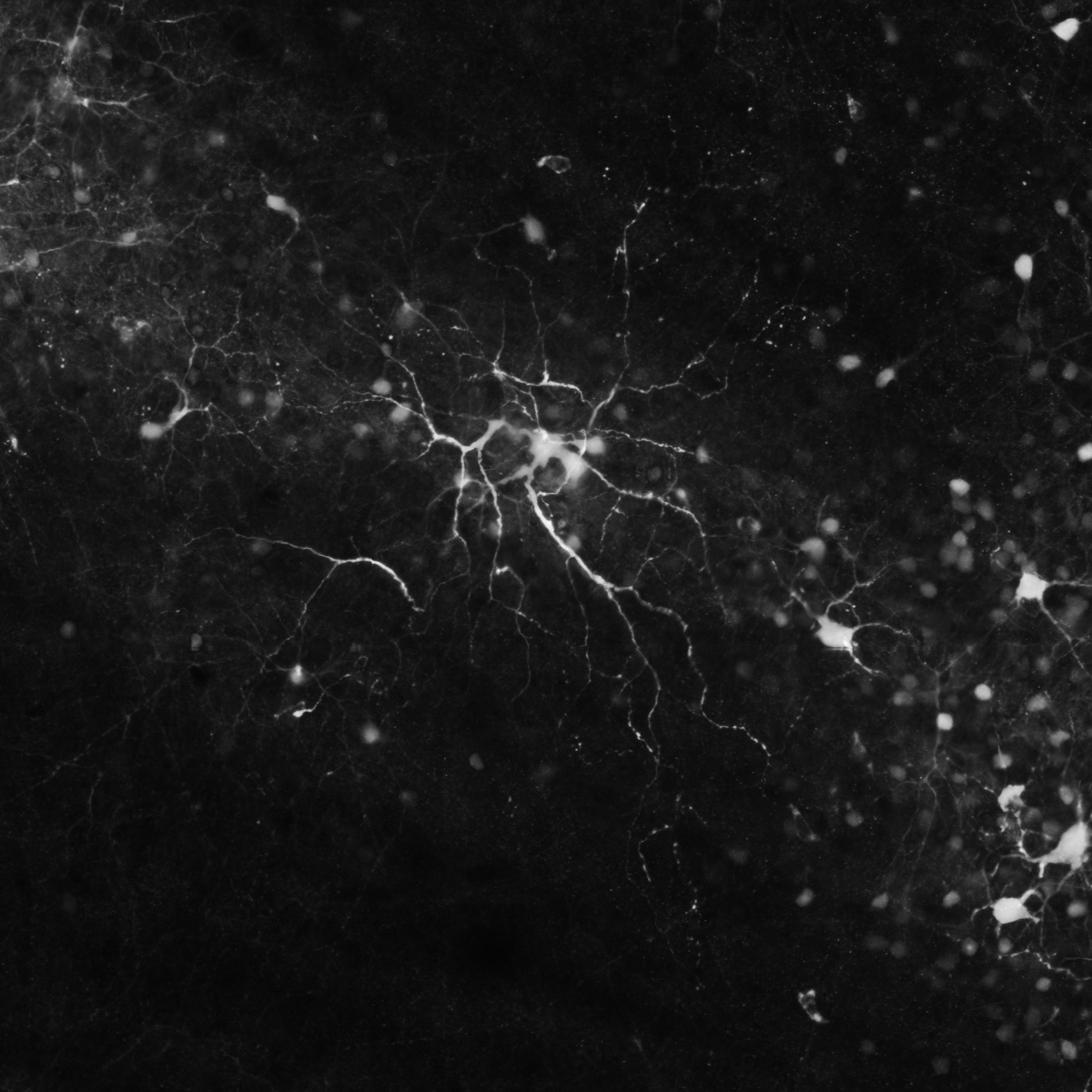 Retinal Projections to the Brain