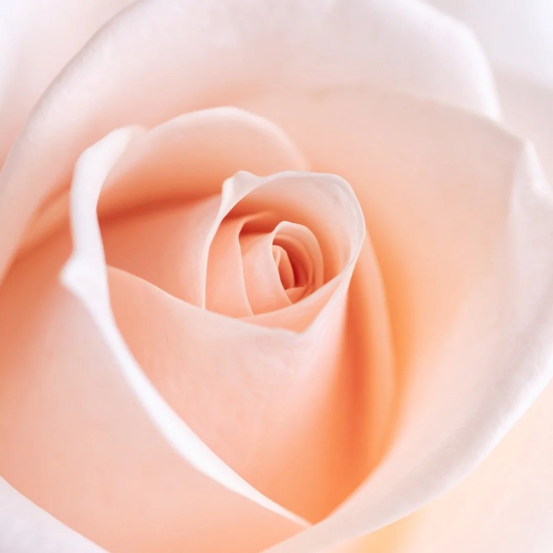 A refined backdrop makes all the difference.
Our floral backdrops are curated to photograph beautifully from every angle and complement a wide range of event styles.
View backdrops &amp; pricing via the link in our bio.

#FloralStyling #EventBackdrop