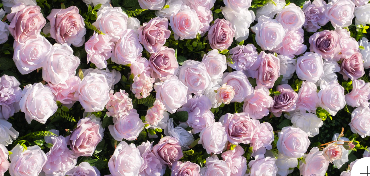 Blushing Rose Flower Wall Up Close.png