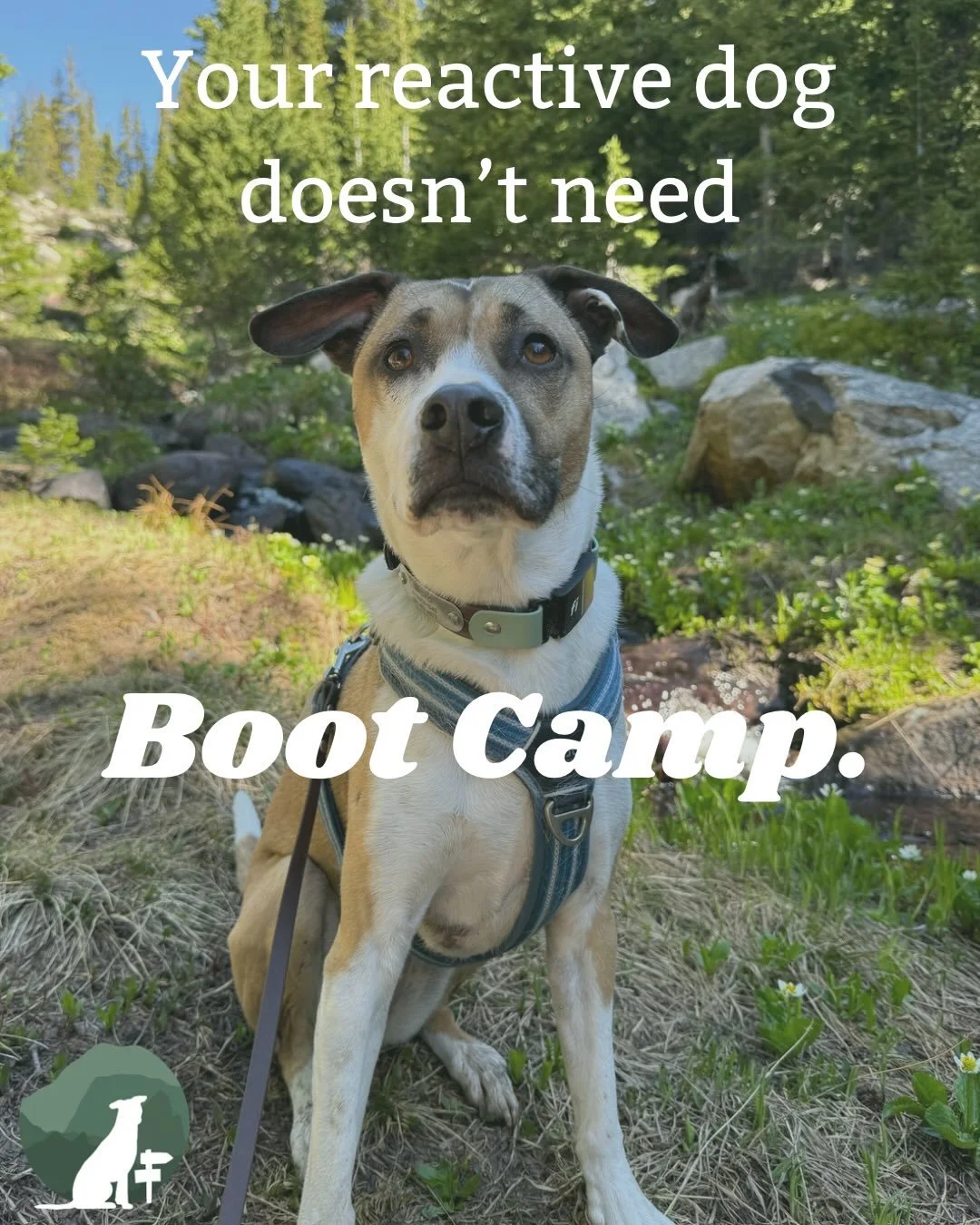 Despite flashy marketing and the promise of a quick fix, boot camps are not always what they seem. You don&rsquo;t need to send your dog away for weeks in order to make progress. In fact, boot camps often exacerbate issues (or create new ones!) due t
