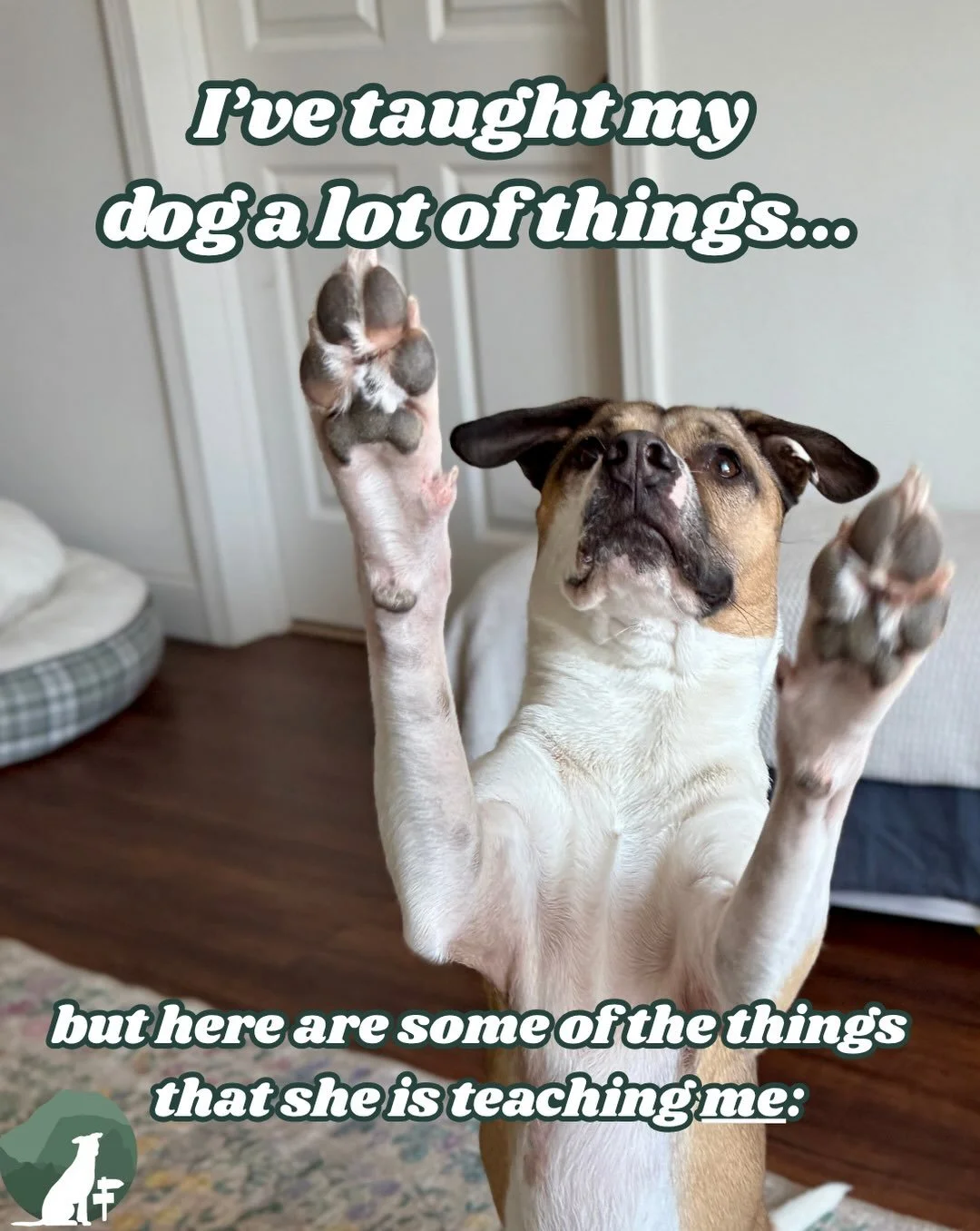 What&rsquo;s something your dog has taught you?! ⭐️