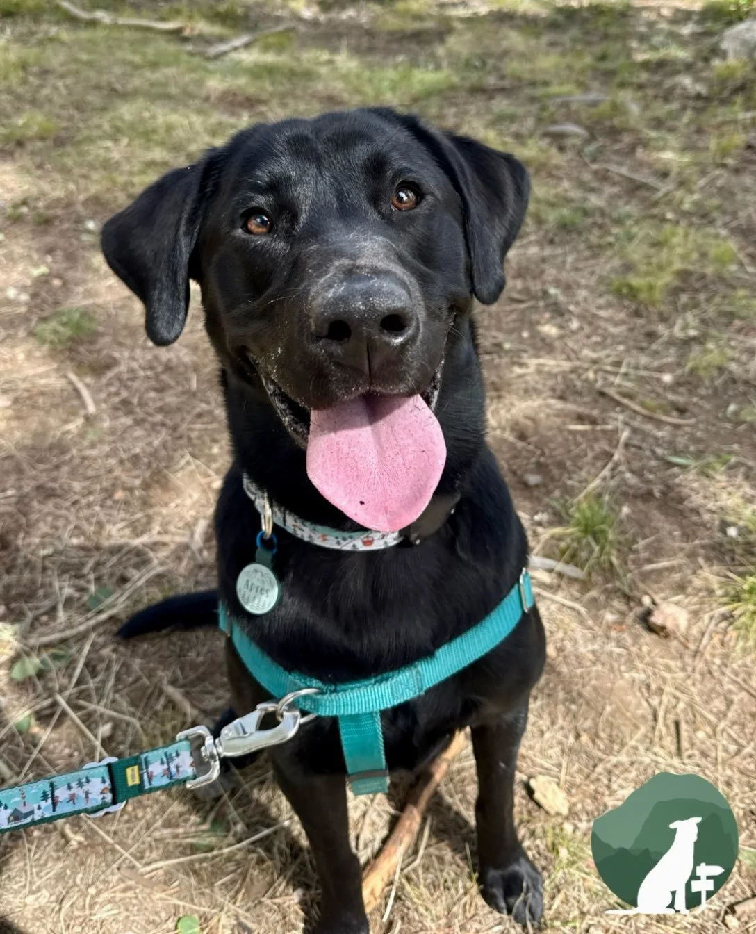 Meet Apr&egrave;s! 🩵 Apr&egrave;s is a brilliant, happy boy who certainly knows how to bring the party! He&rsquo;s learning to build more confidence with strangers and preparing for a life of adventure on the trail. I&rsquo;m so happy to be on his t