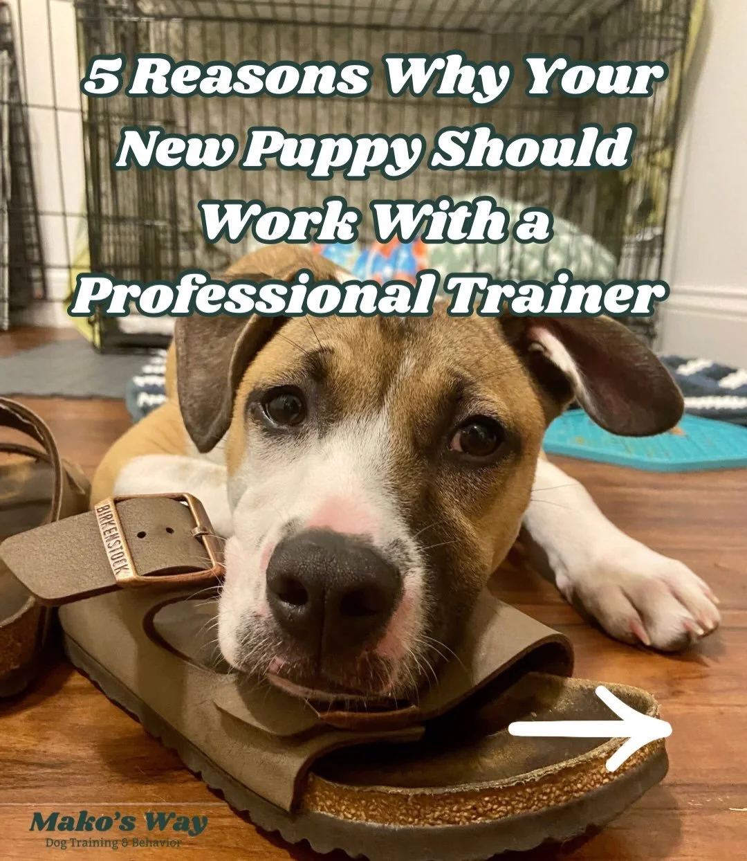 Puppies are awesome, but they are a ton of work! A positive reinforcement trainer can help set the stage for success while taking some of the weight off your shoulders. ☀️🙌🏻