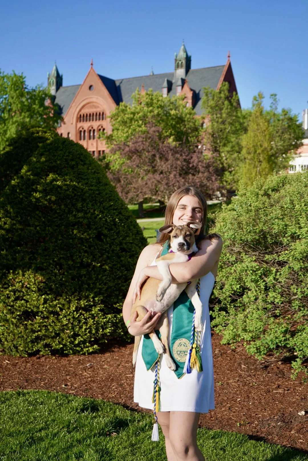 A young woman in a white dress with a green and gold graduation stole is standing outdoors, smiling while holding a small brown and white dog. Behind them are lush green bushes, a large historic red brick building, and a clear blue sky.