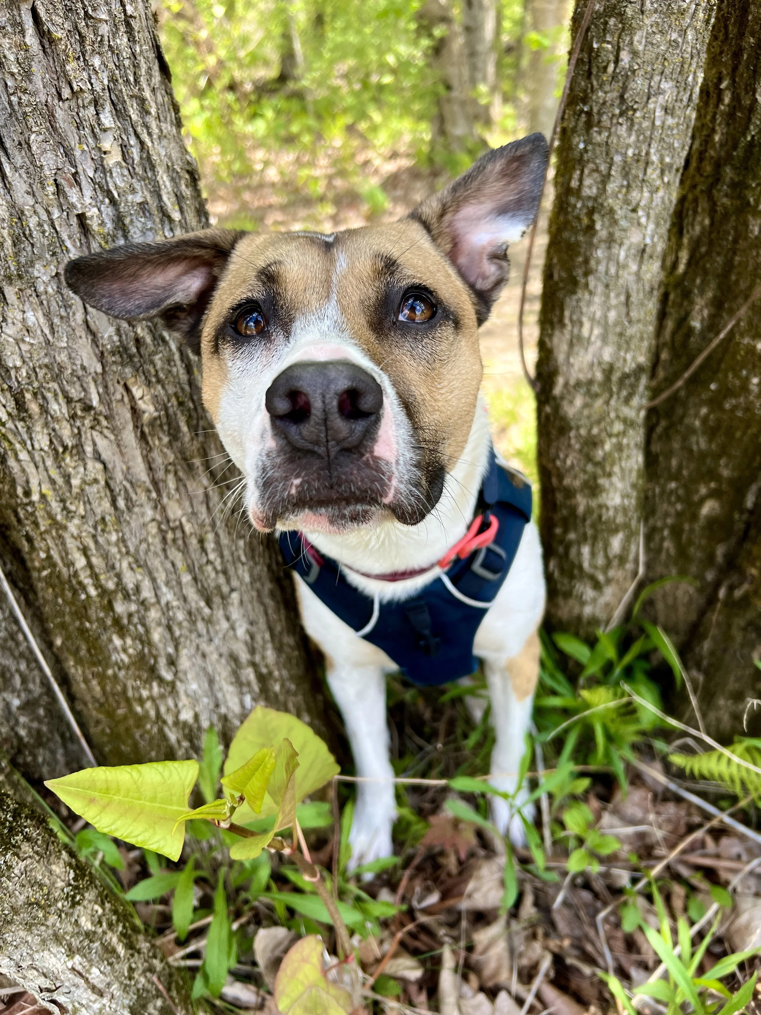 A dog with brown, black, and white fur, wearing a blue harness, peeking out between two trees in a forested area, surrounded by green leaves and plants.