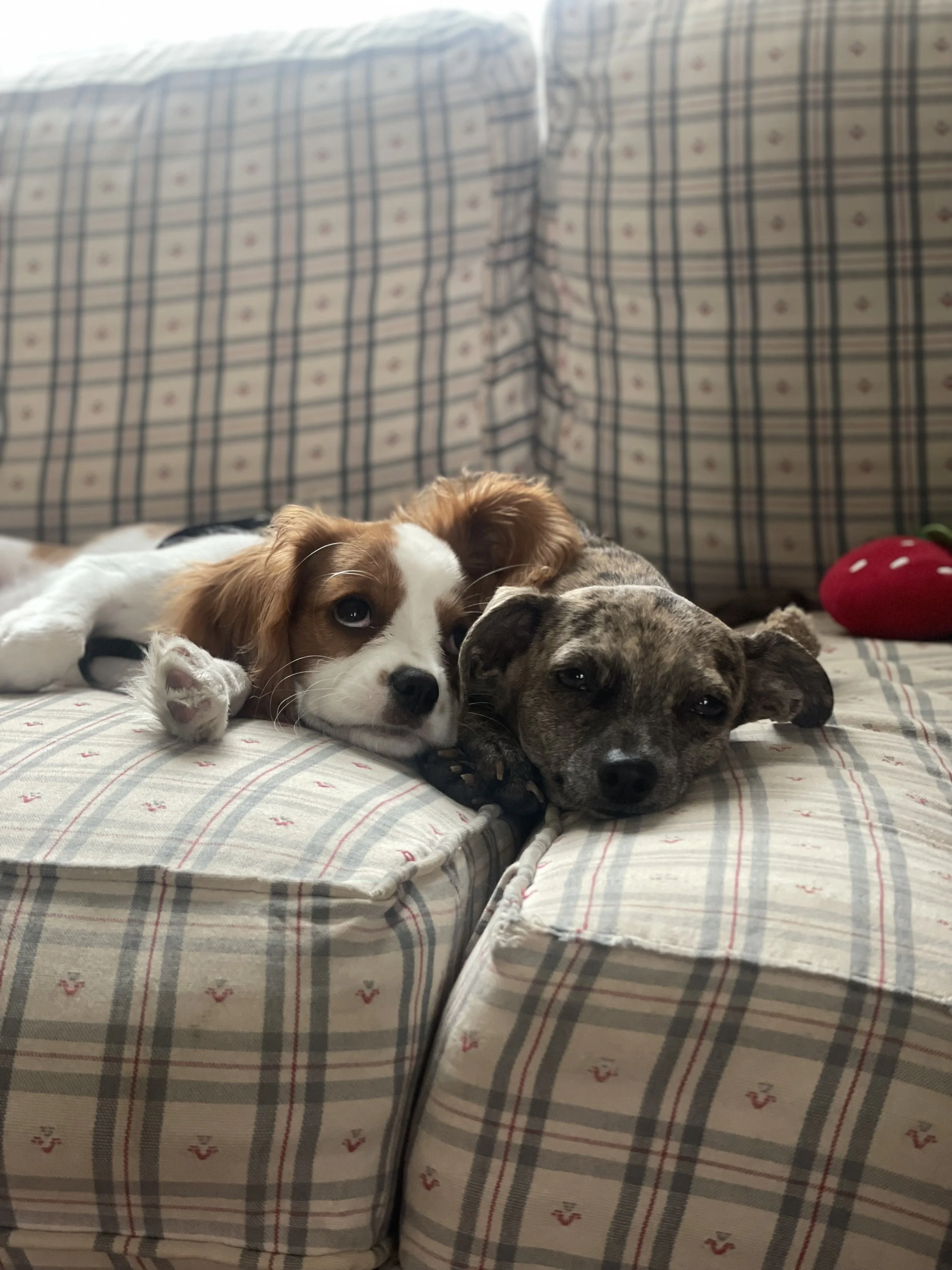 Two puppies lying on a bed with a checkered bedspread and pillows in the background.