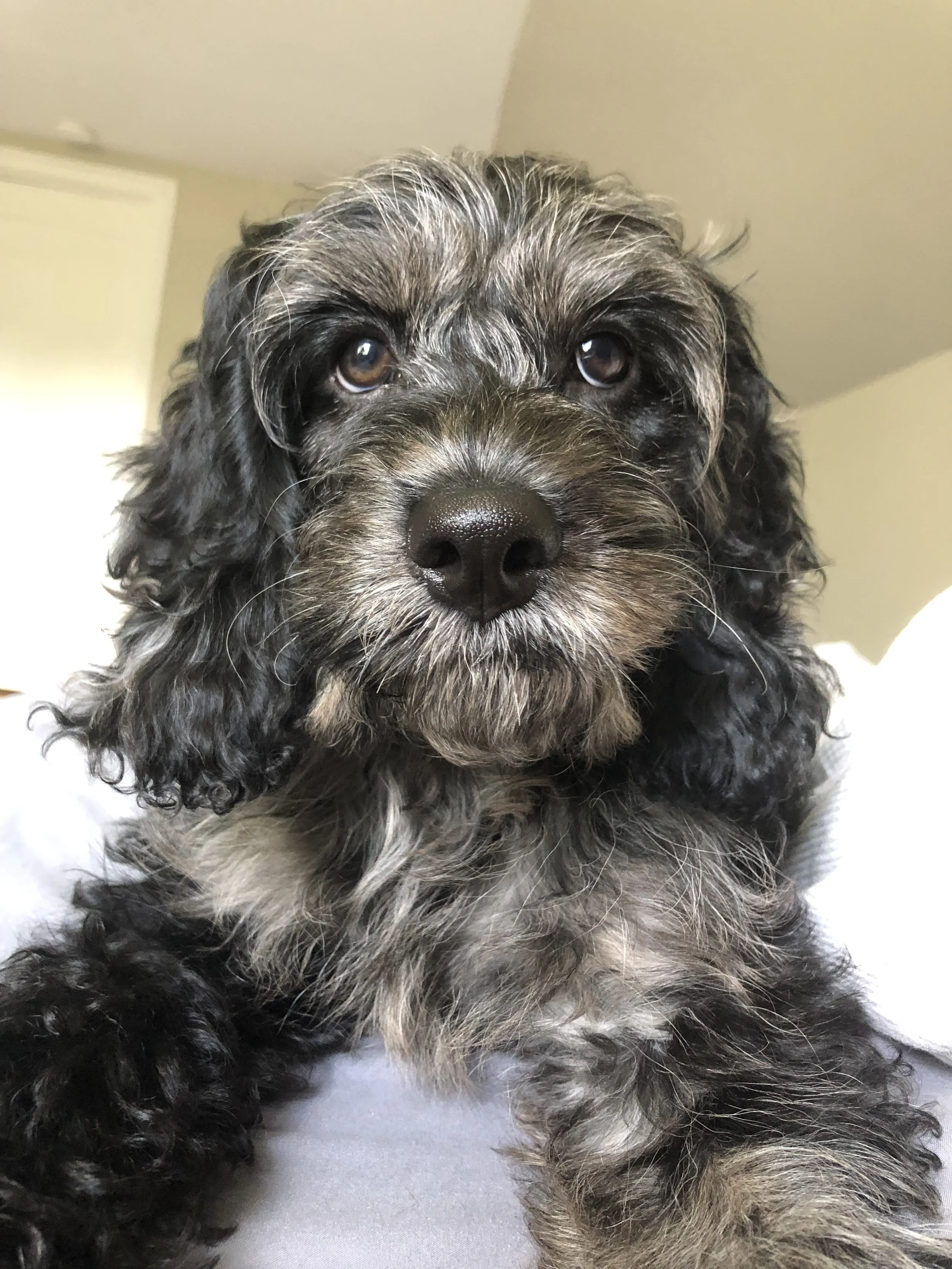 Close-up of a puppy with black, gray, and brown curly fur, lying on a light-colored surface indoors.