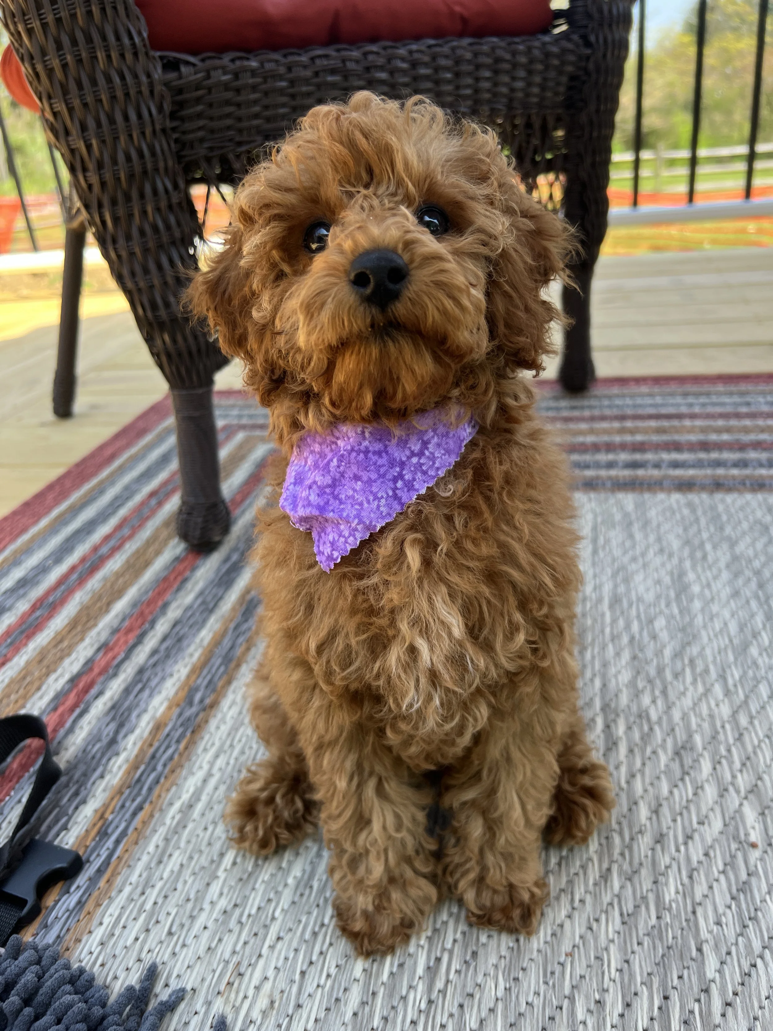 A brown, curly-haired puppy with a purple bandana, sitting on a woven outdoor rug on a porch with a black wicker chair and railing in the background.