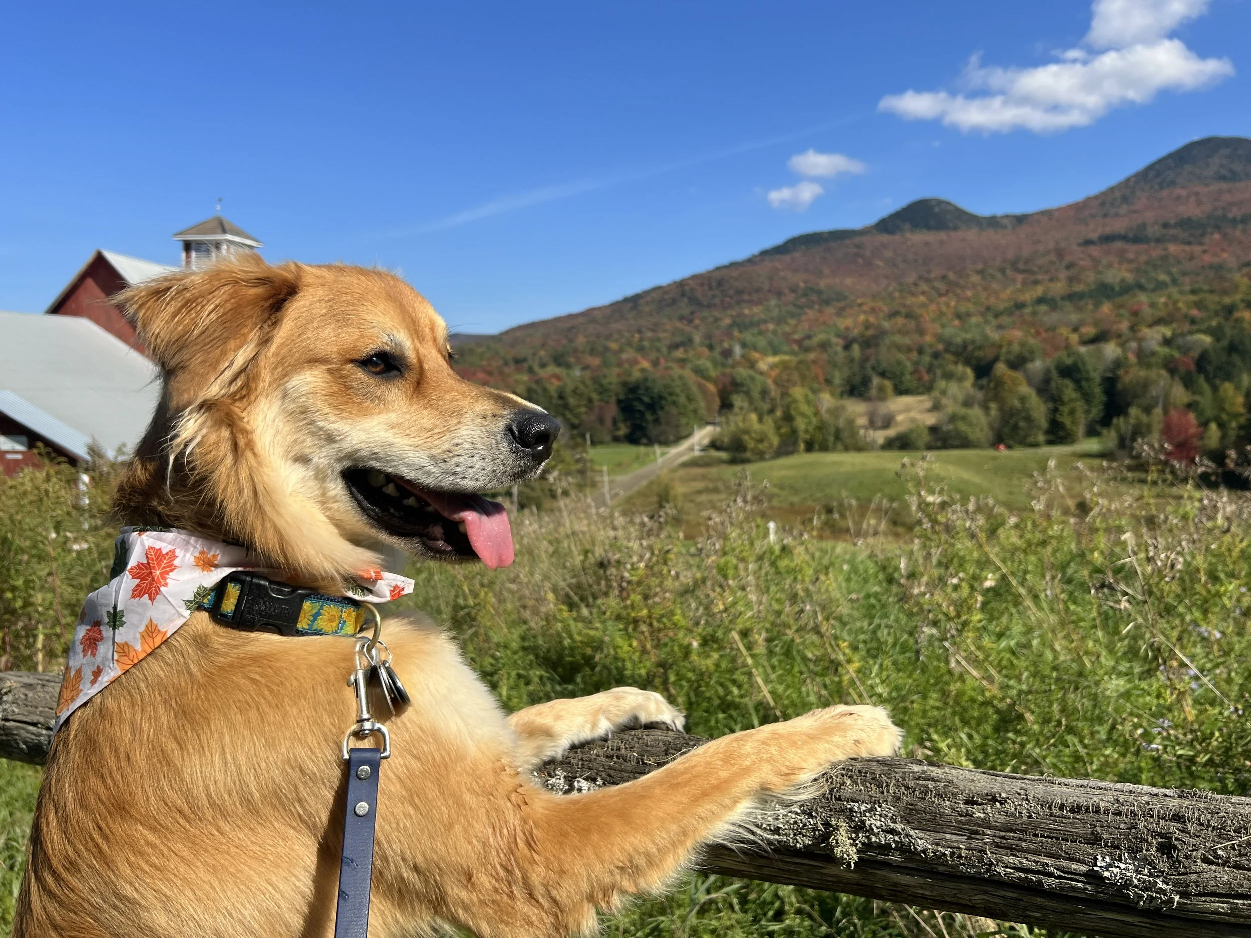 A golden retriever dog with a colorful autumn leaf patterned bandana lying on a log in a park with hills and buildings in the background on a clear day.