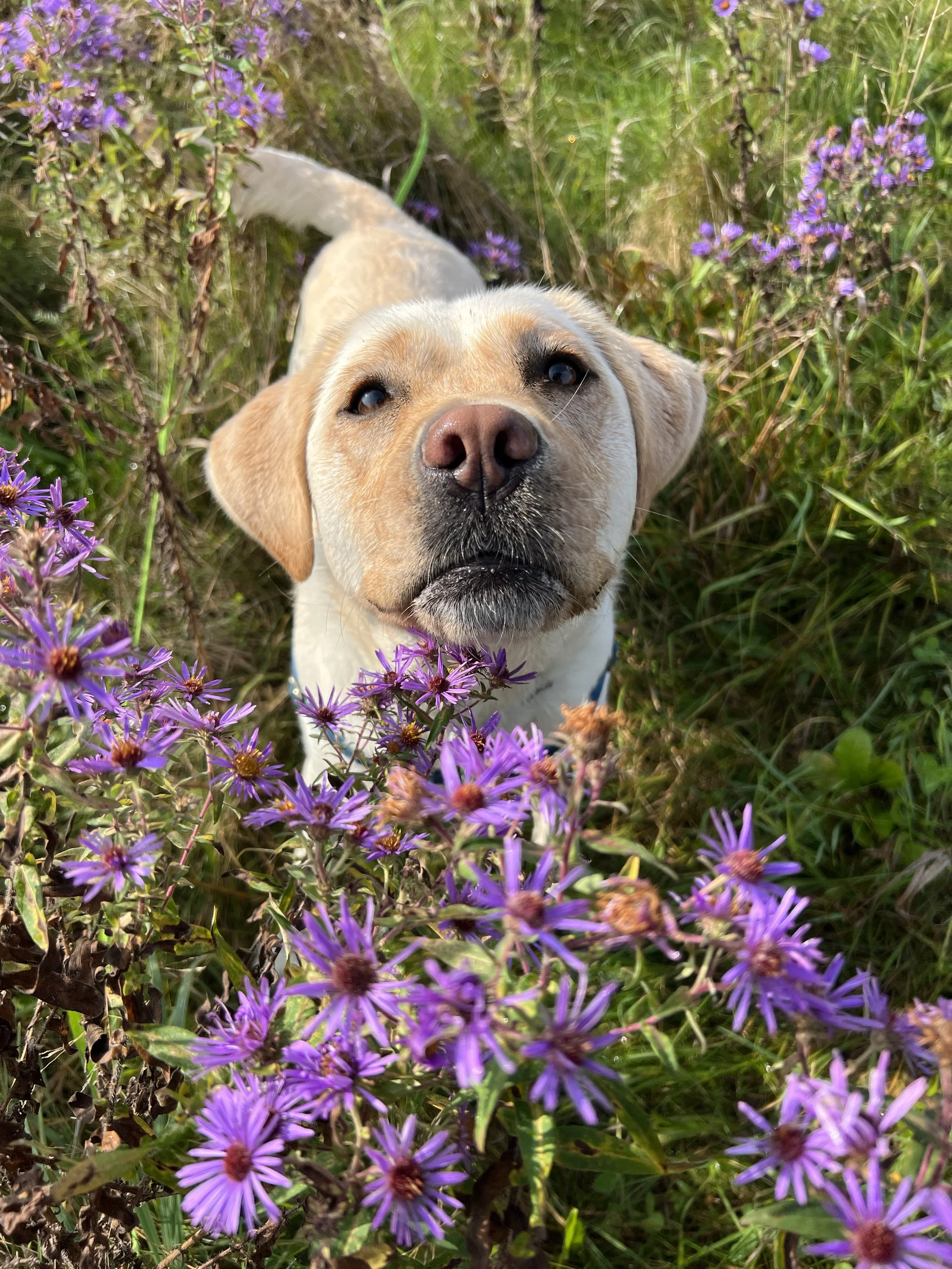 A close-up shot of a smiling dog, possibly a Labrador Retriever, surrounded by purple wildflowers and green grass in a natural outdoor setting.