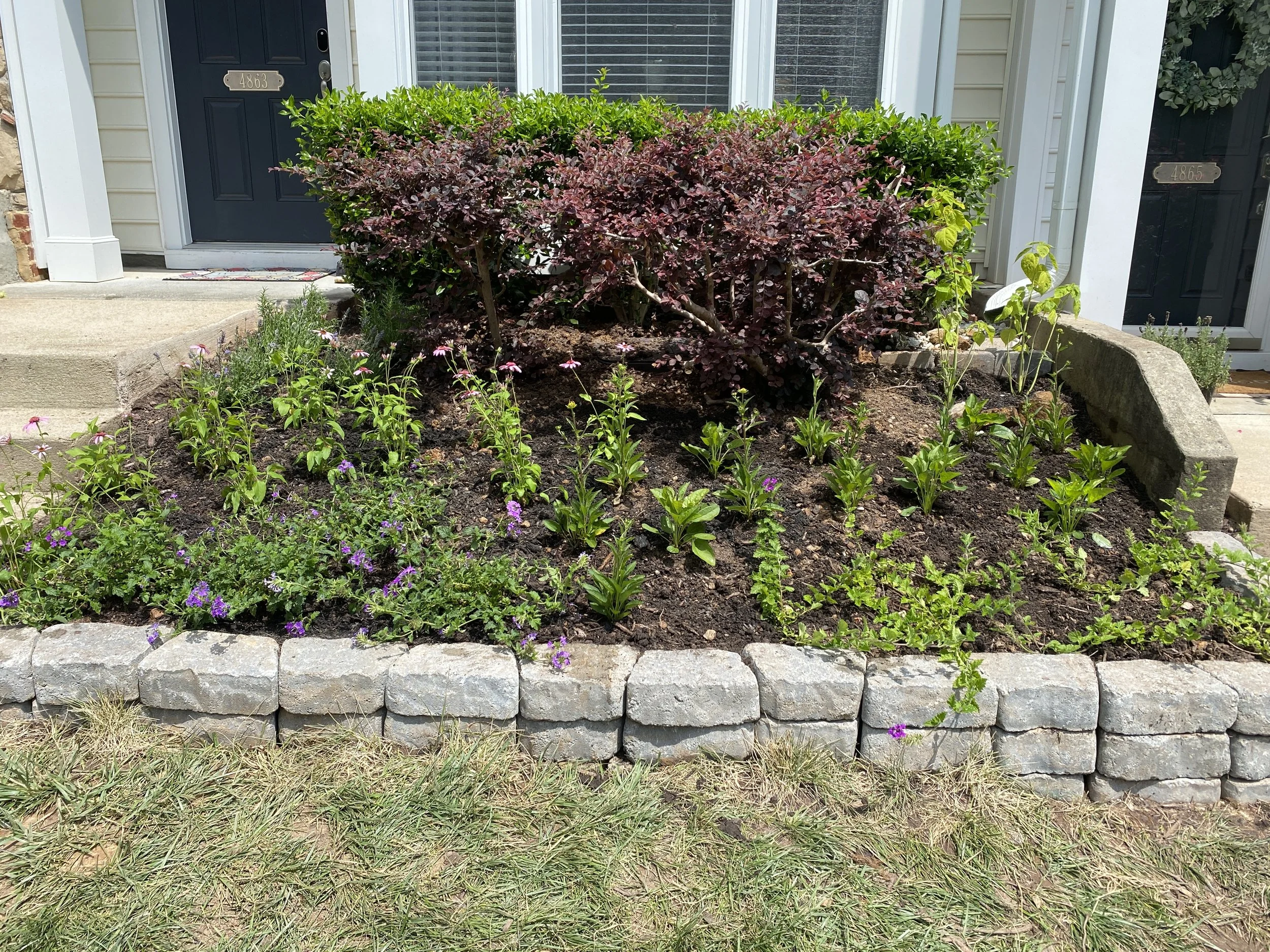 Front yard flower bed with purple and green plants, bordered by stone bricks, in front of suburban house with black door, steps, and windows.