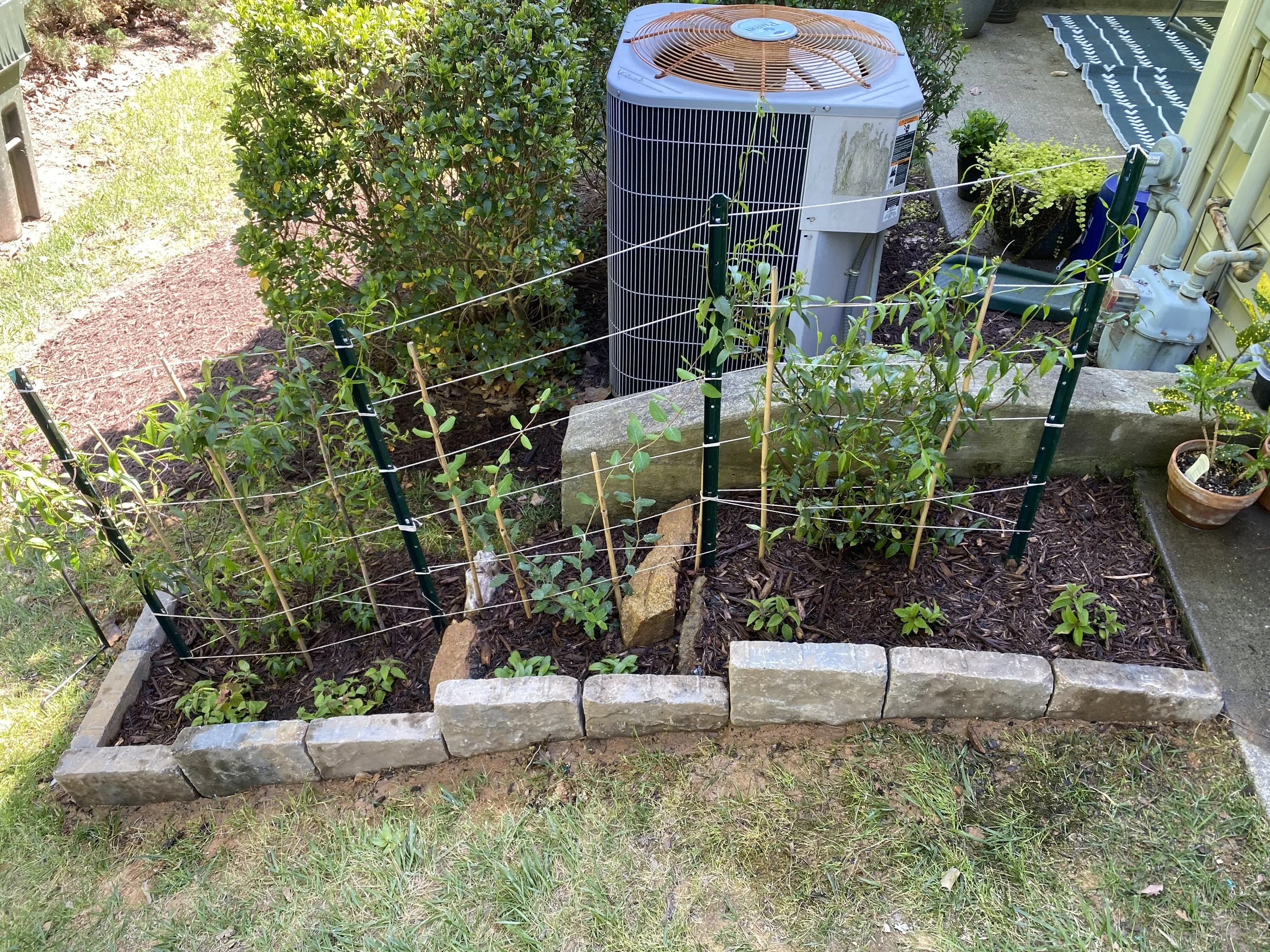 Small garden with freshly planted jessamine vines, bordered by stones and a trellis.