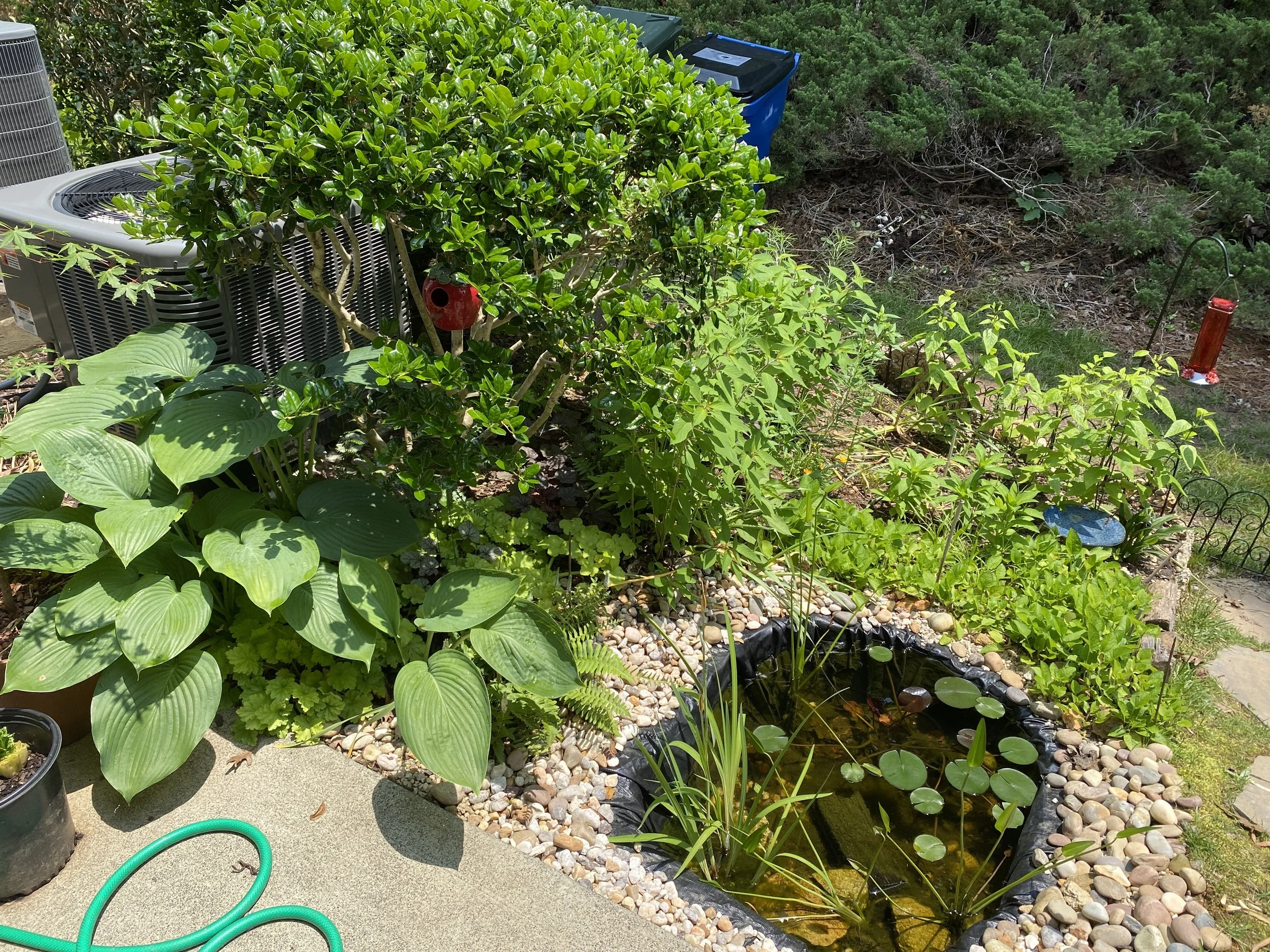A garden with lush green plants surrounding a small pond with lily pads, small stones, and aquatic plants. In the background, there is a large bush, an outdoor air conditioning unit, a blue recycling bin, and a red hummingbird feeder. The garden is partly shaded with sunlight.