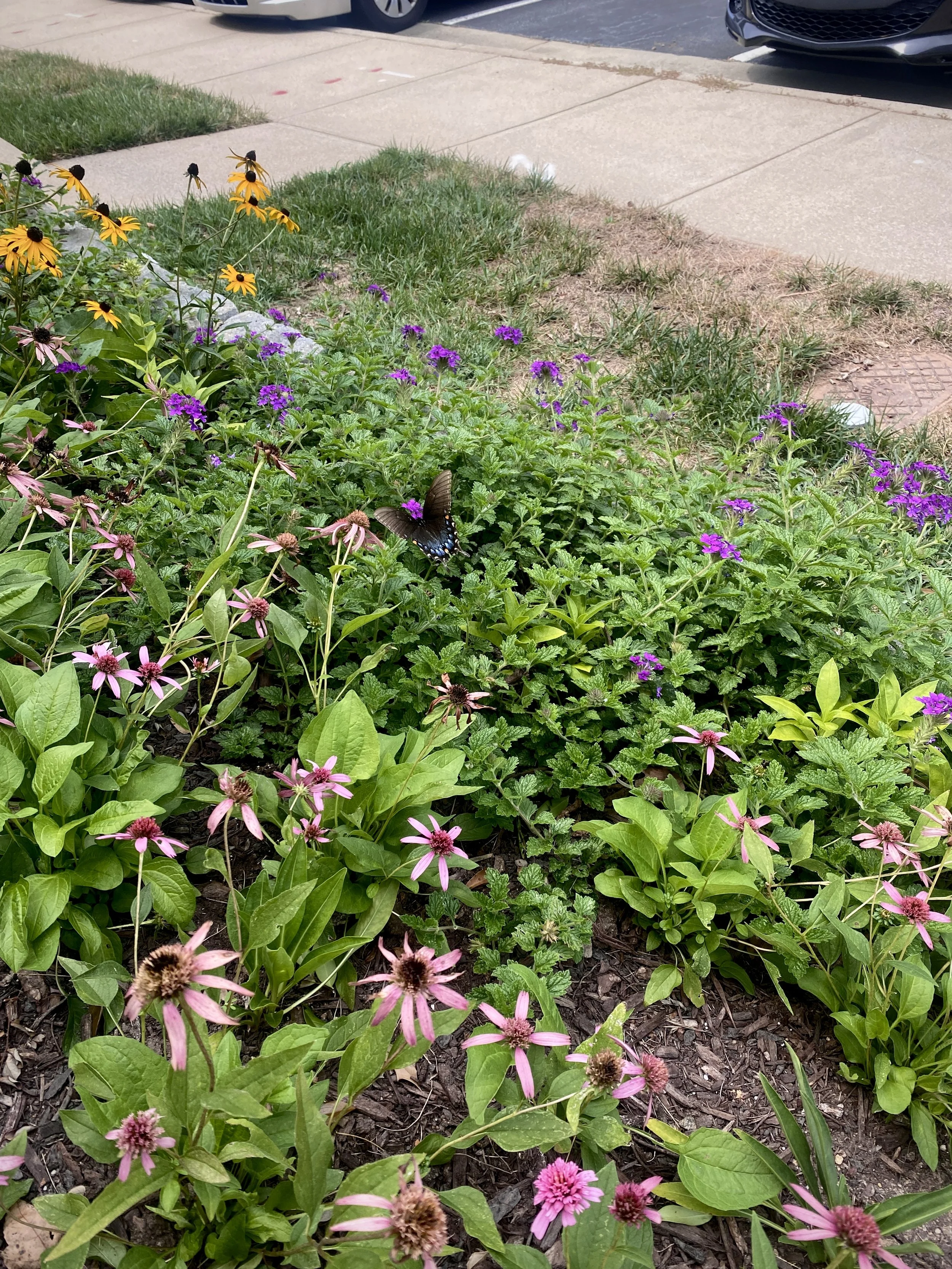 A garden bed with pink, purple, and yellow flowers, a butterfly resting on the purple flowers, and a sidewalk with parked cars in the background.