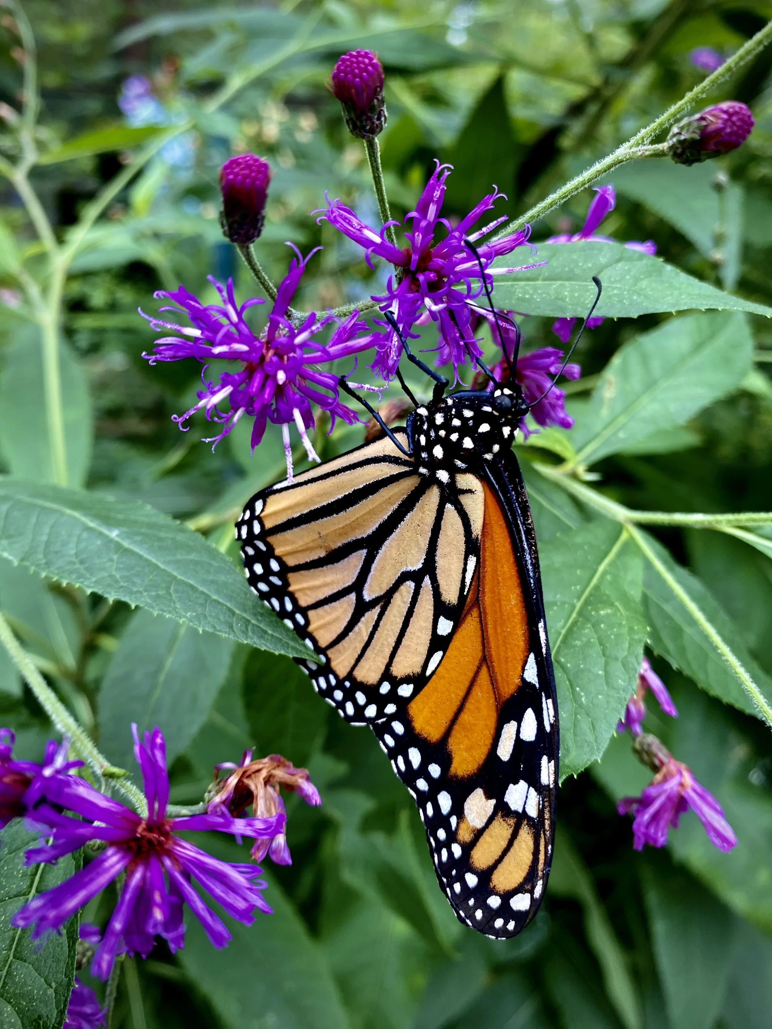 A monarch butterfly perched on purple flowers among green leaves.