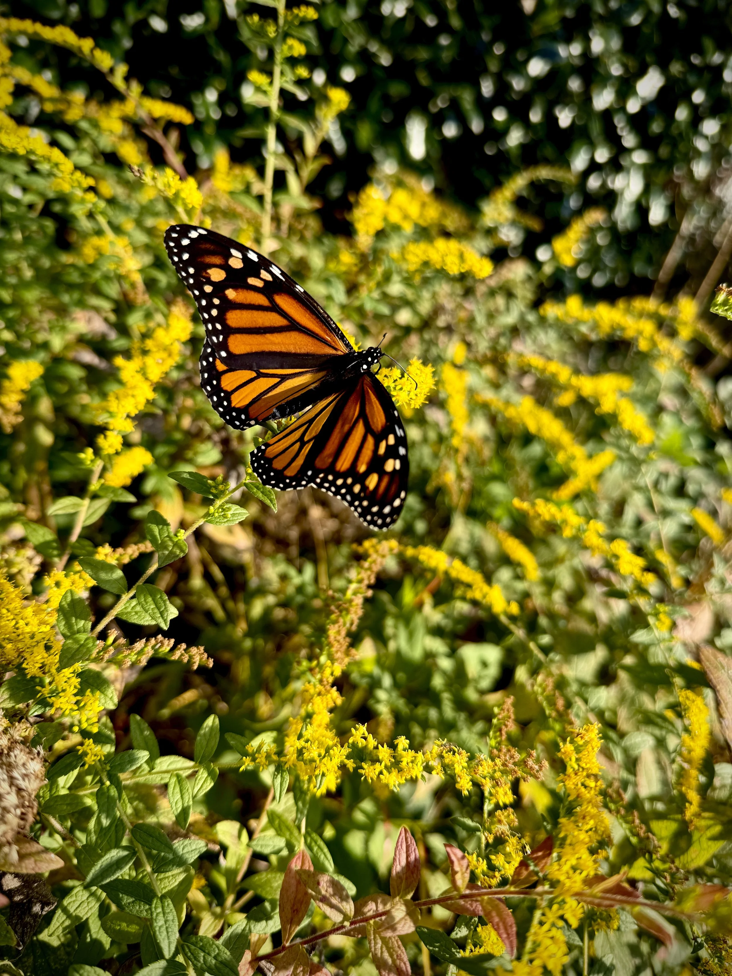 A monarch butterfly perched on goldenrod flowers amidst green foliage.
