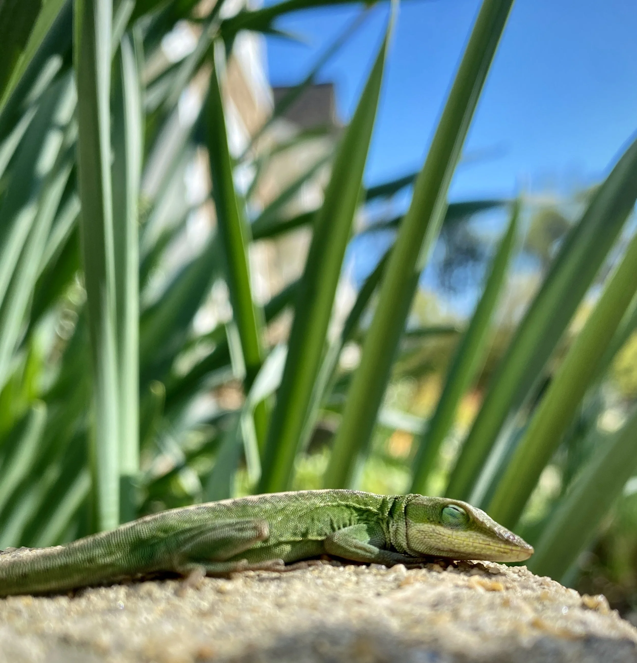 Close-up of a green lizard lying on a concrete cheek wall with daffodil leaves and a blue sky in the background.