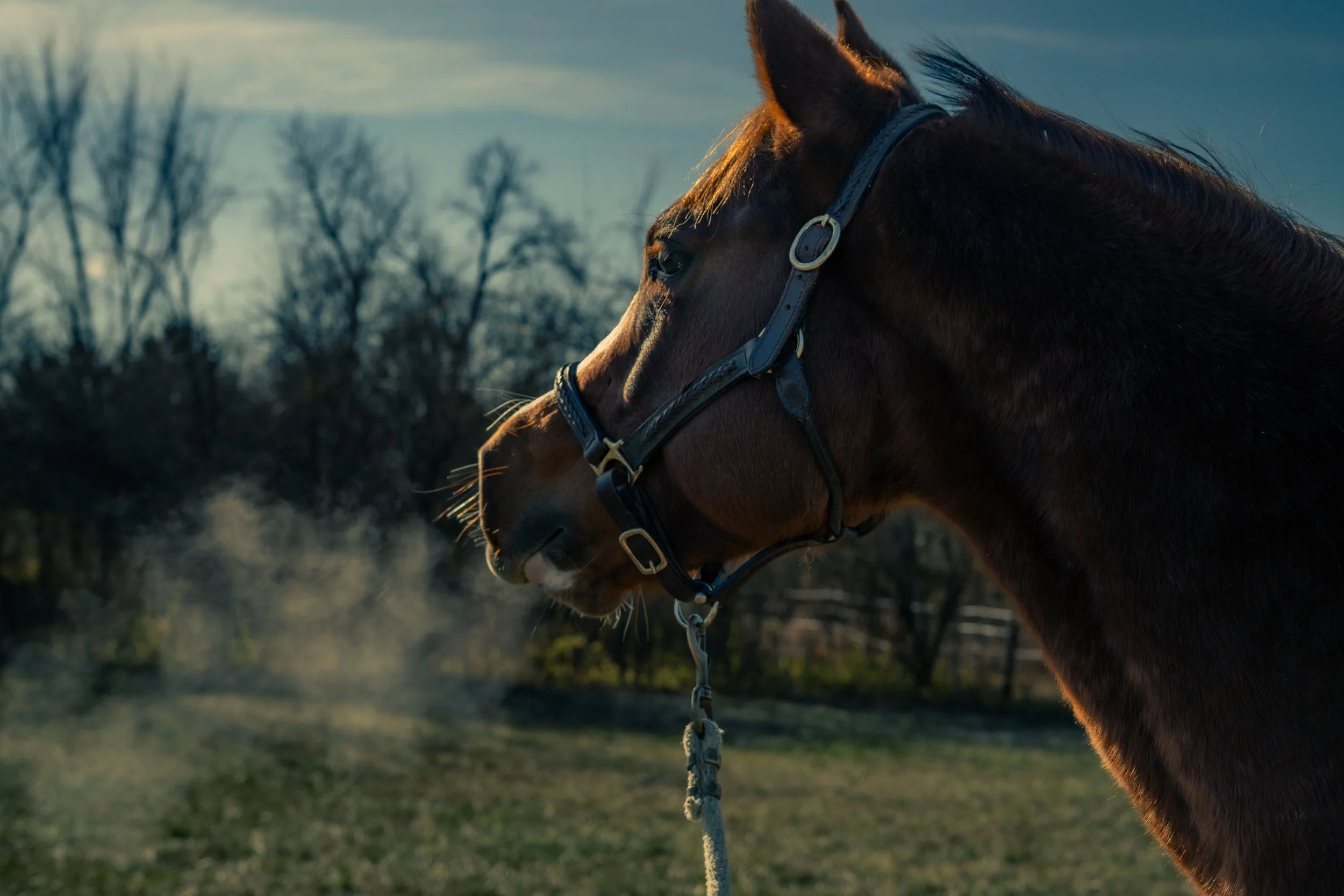 Landscape/Wildlife Photography